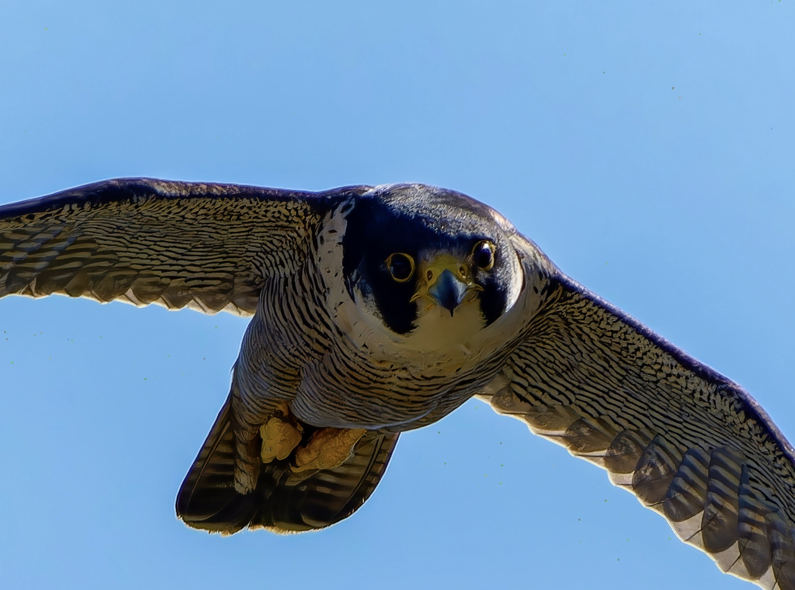 Falco pellegrino