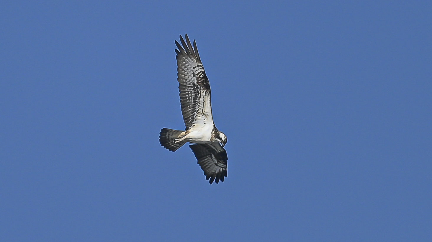Albino buzzard .solo x document .too high crop F