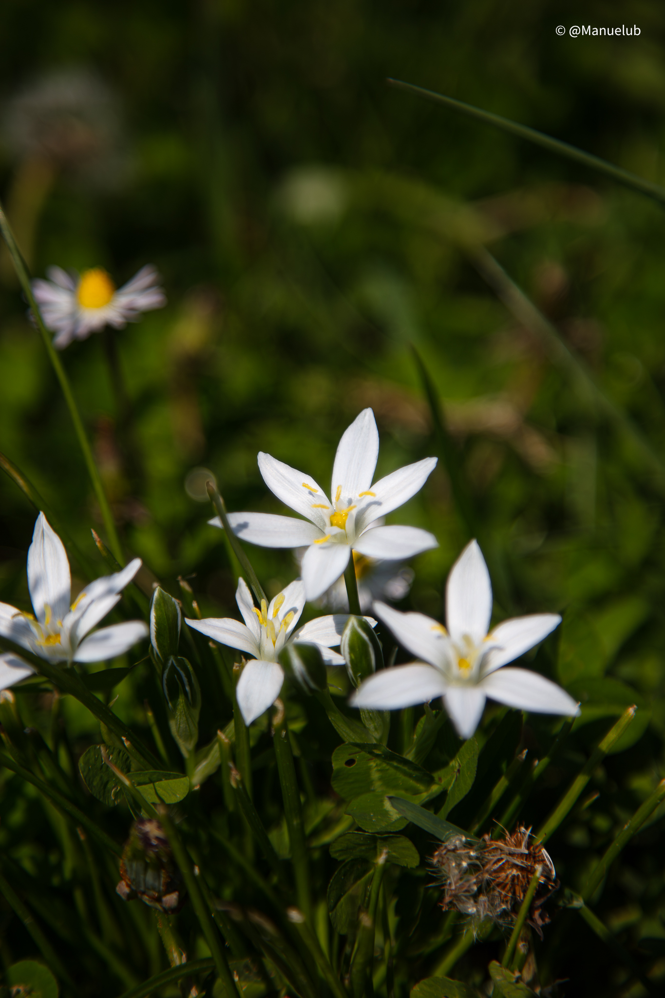 Ornithogalum orthophyllum