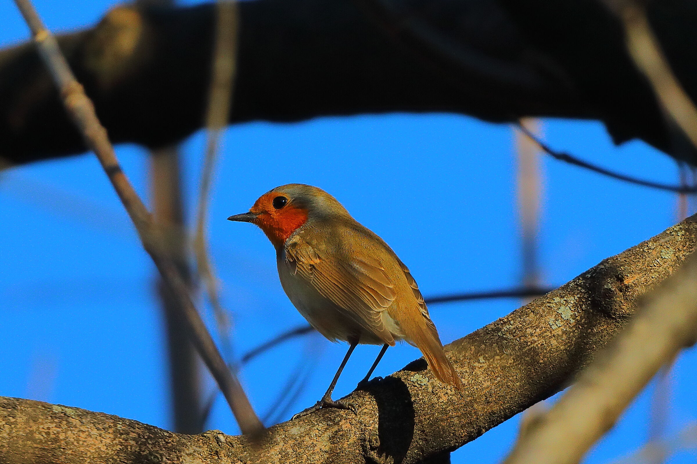 Pettirosso 30 dicembre 2024 - 0078