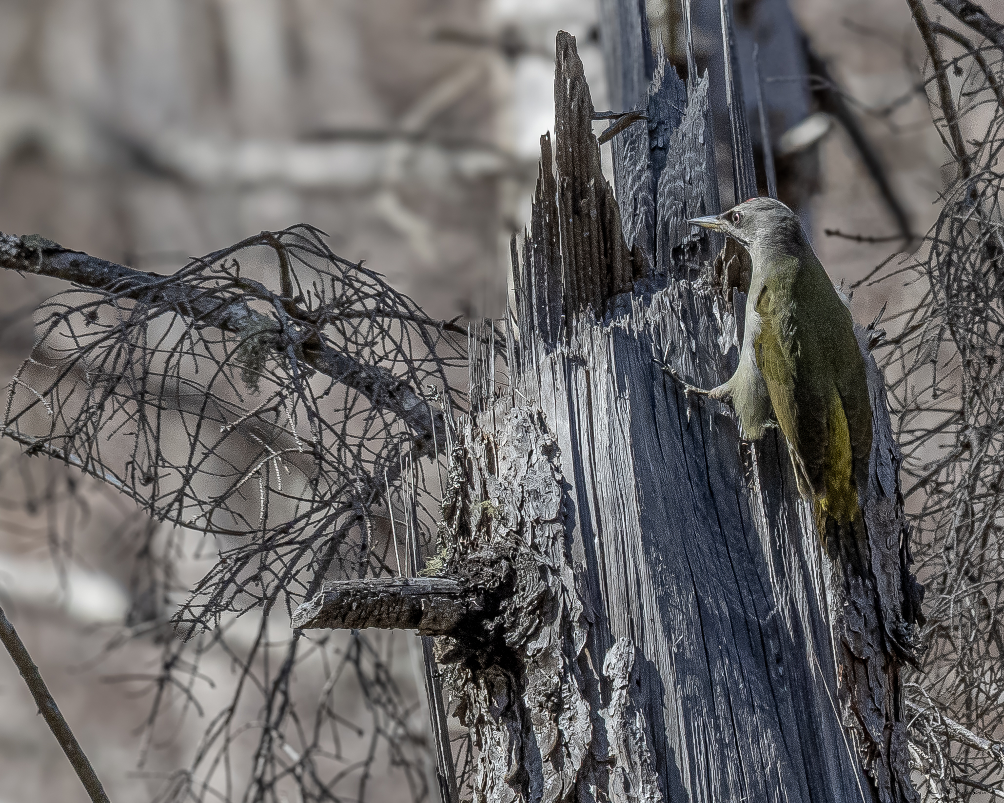 Grey-headed woodpecker