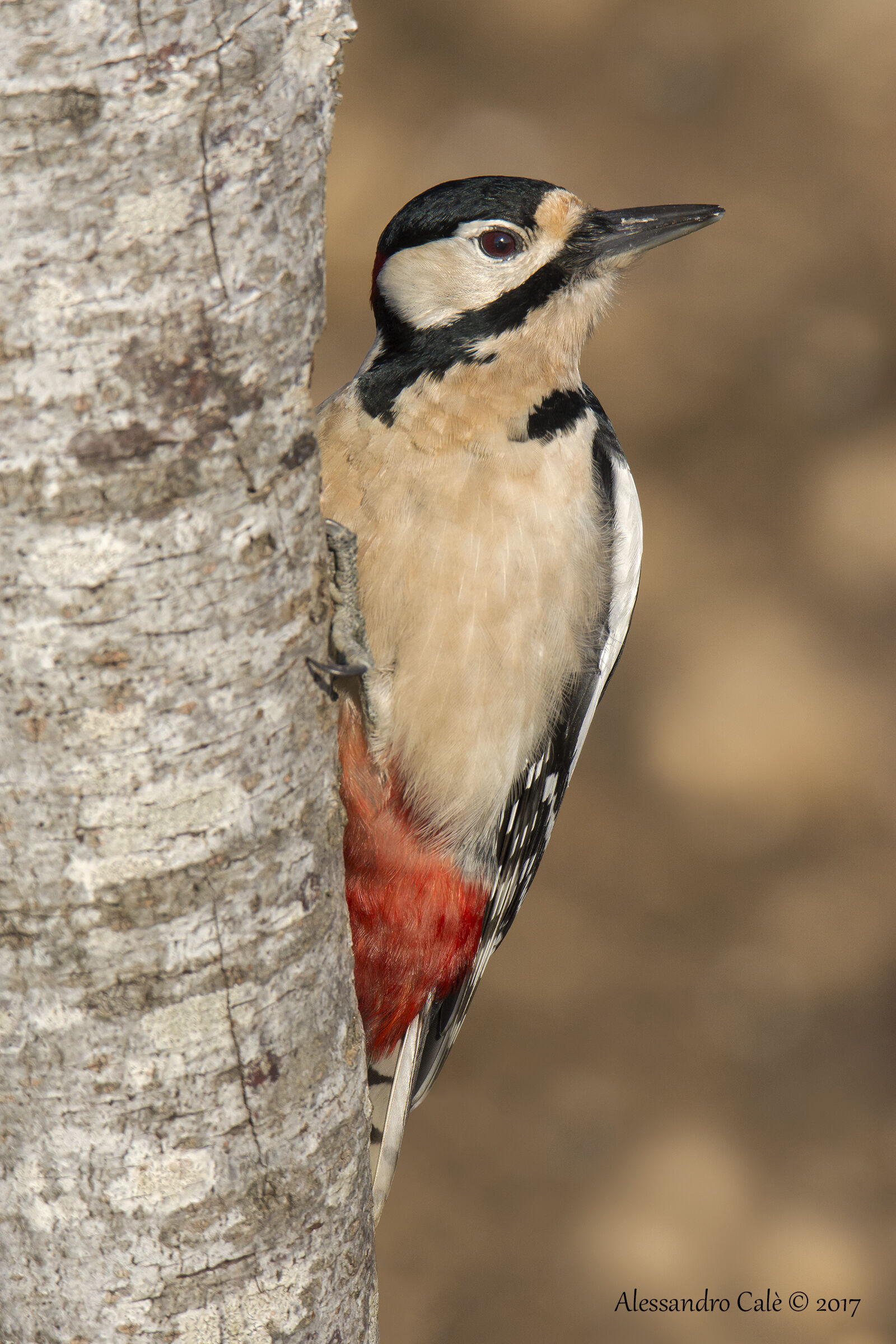 Dendrocopos Major (Picchio maggiore) 7304