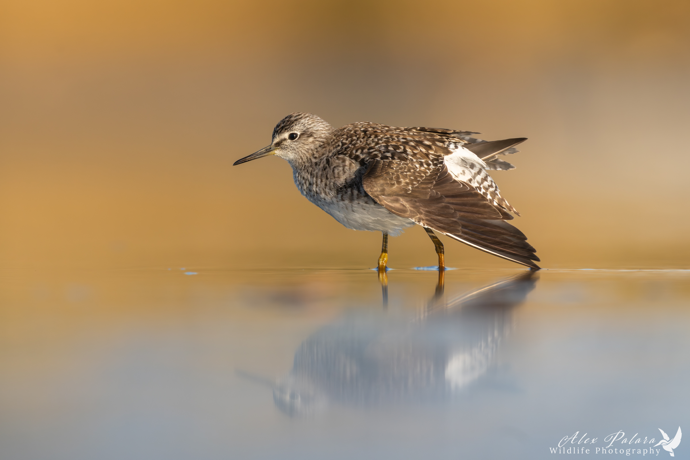 Stretching the woodland