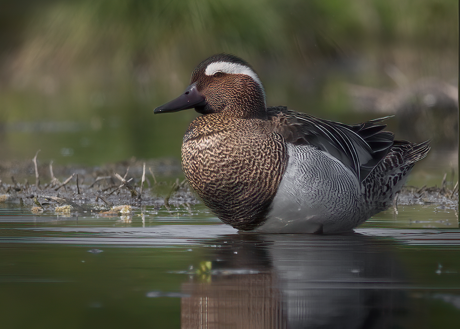 Garganey