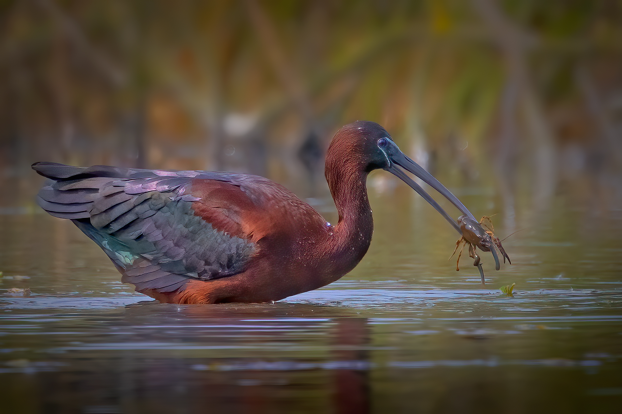Glossy ibis with crayfish