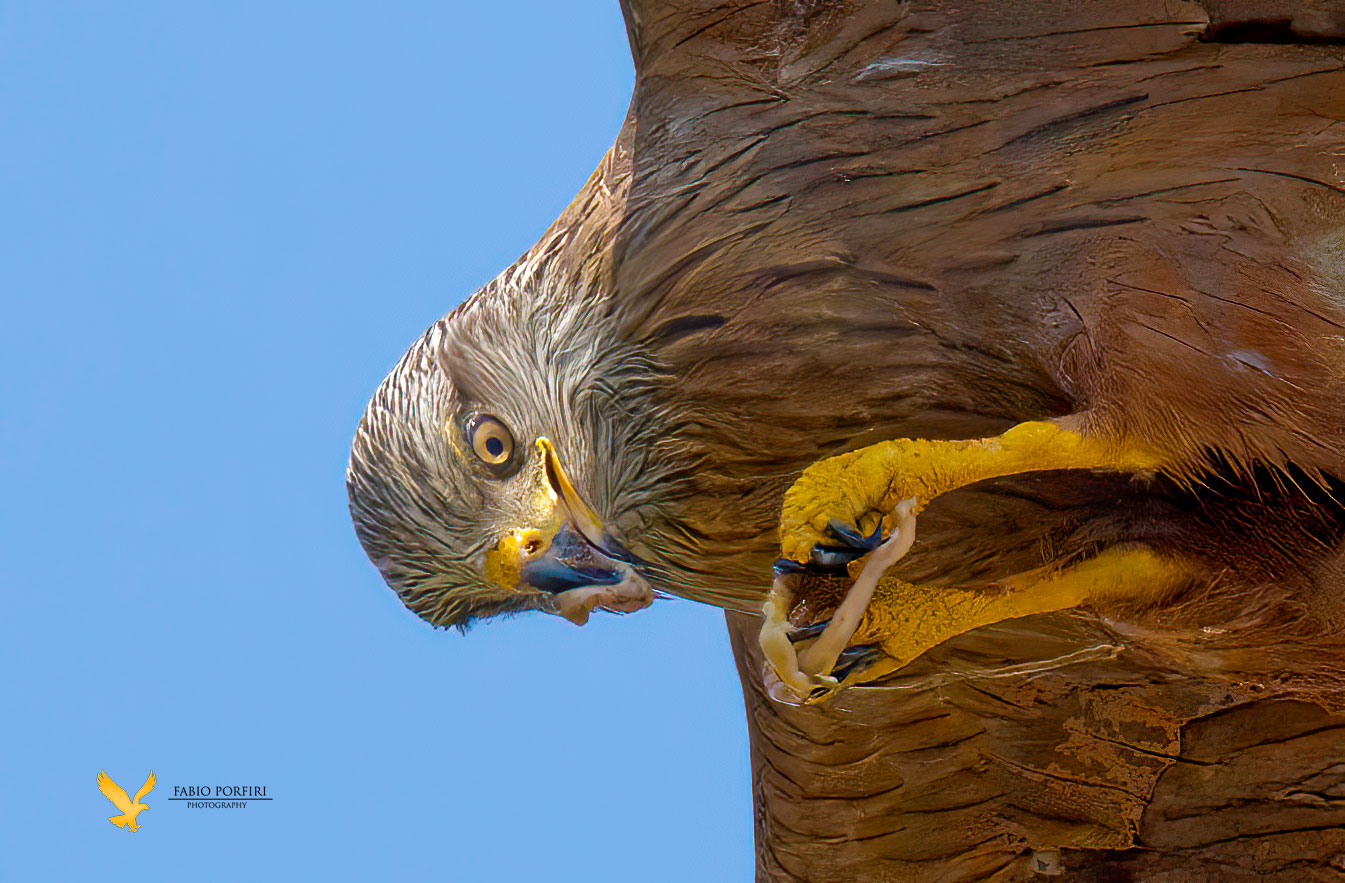 non oso immaginare cosa sta mangiando ...