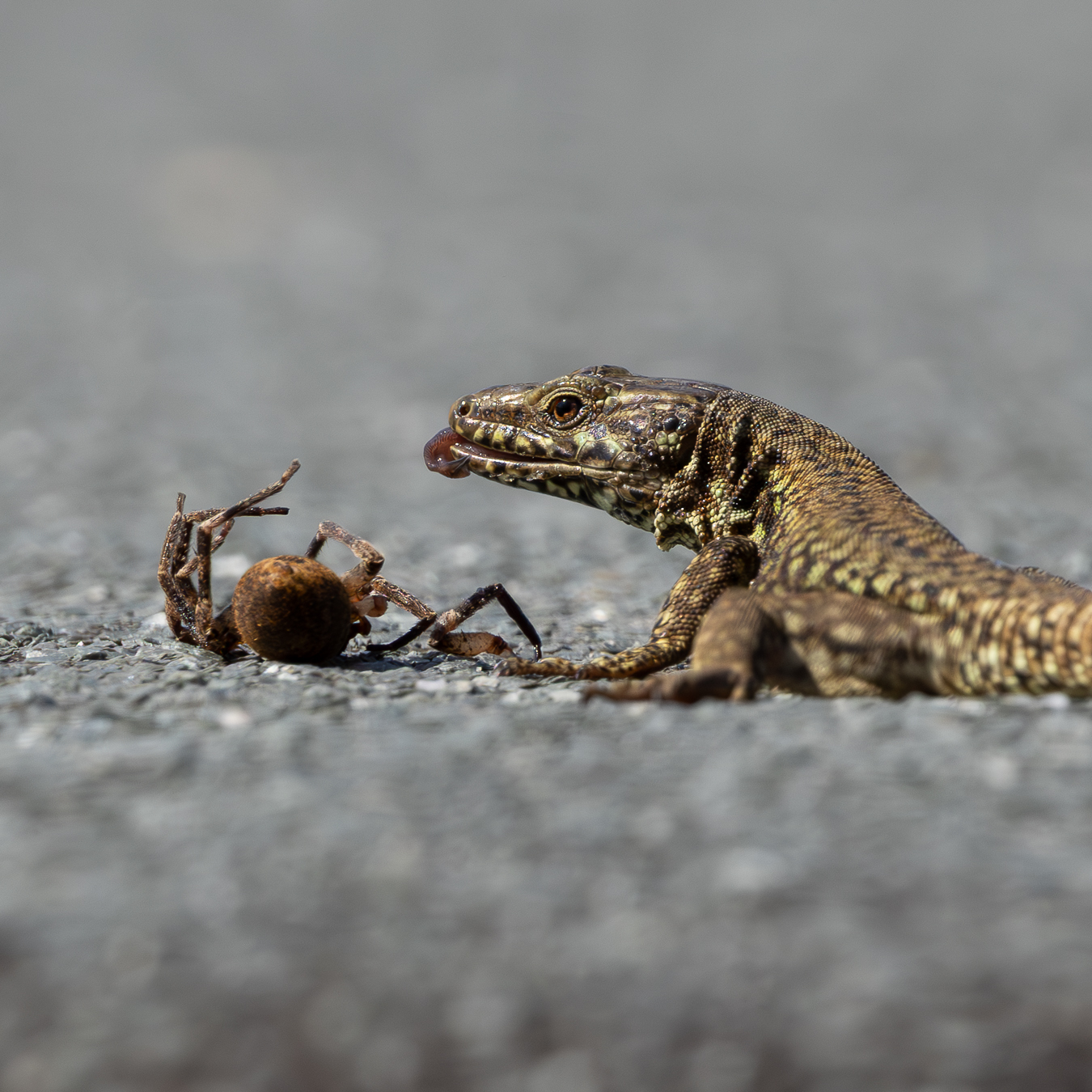 Lucertola muraiola a pranzo