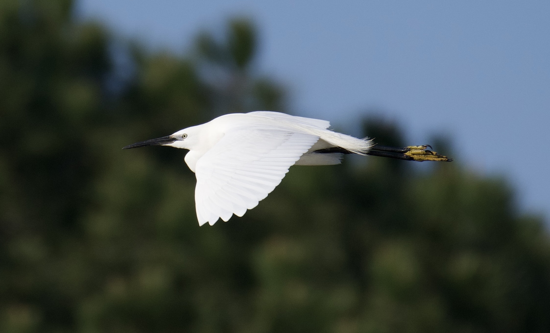 Egret
