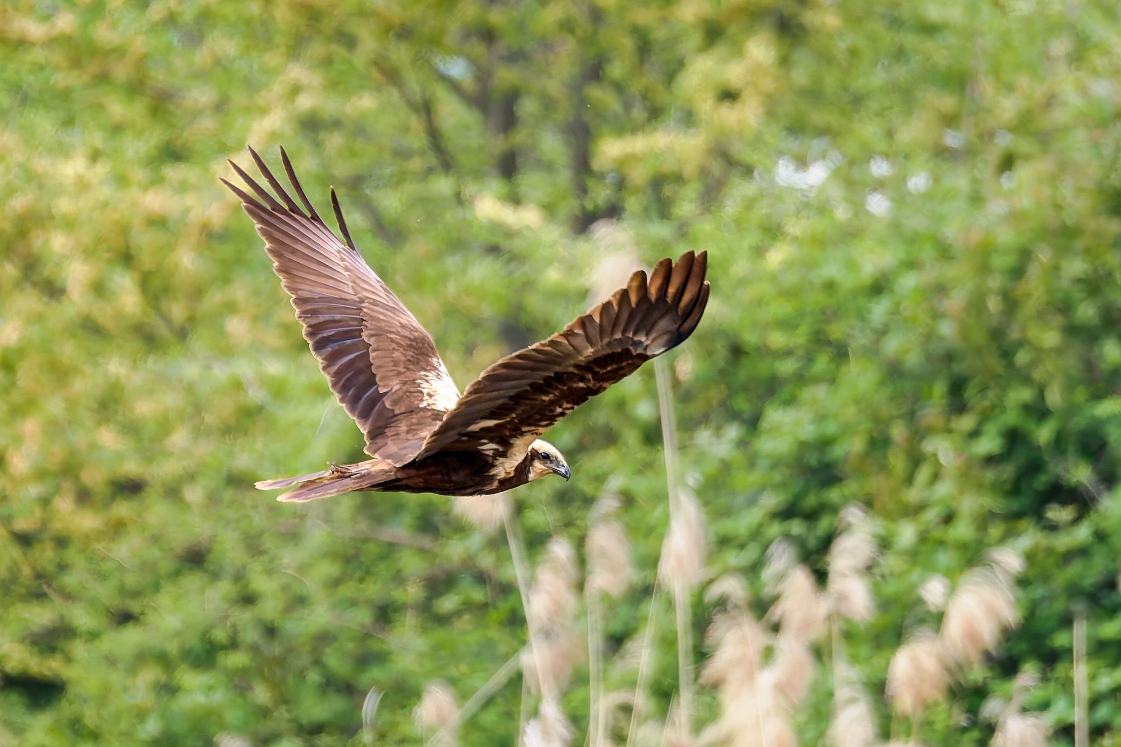 Marsh Harrier