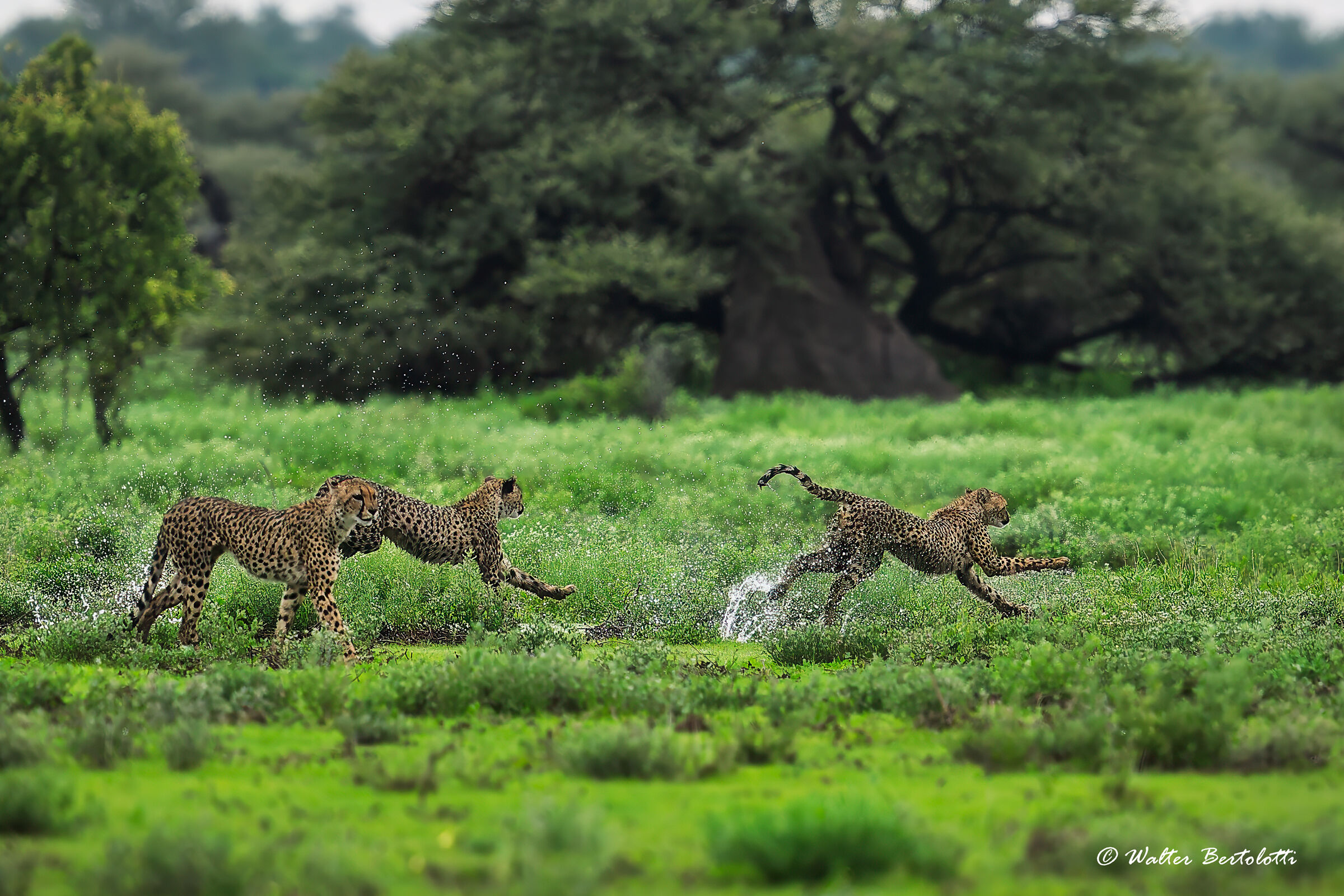 giochi sotto la pioggia