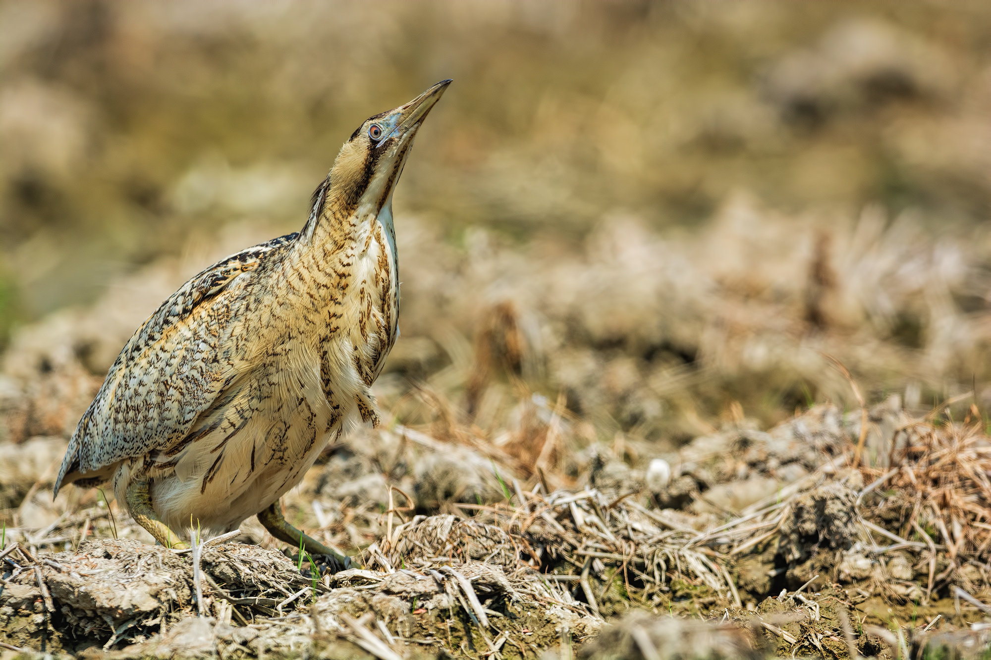 Tarabuso (Botaurus stellaris)