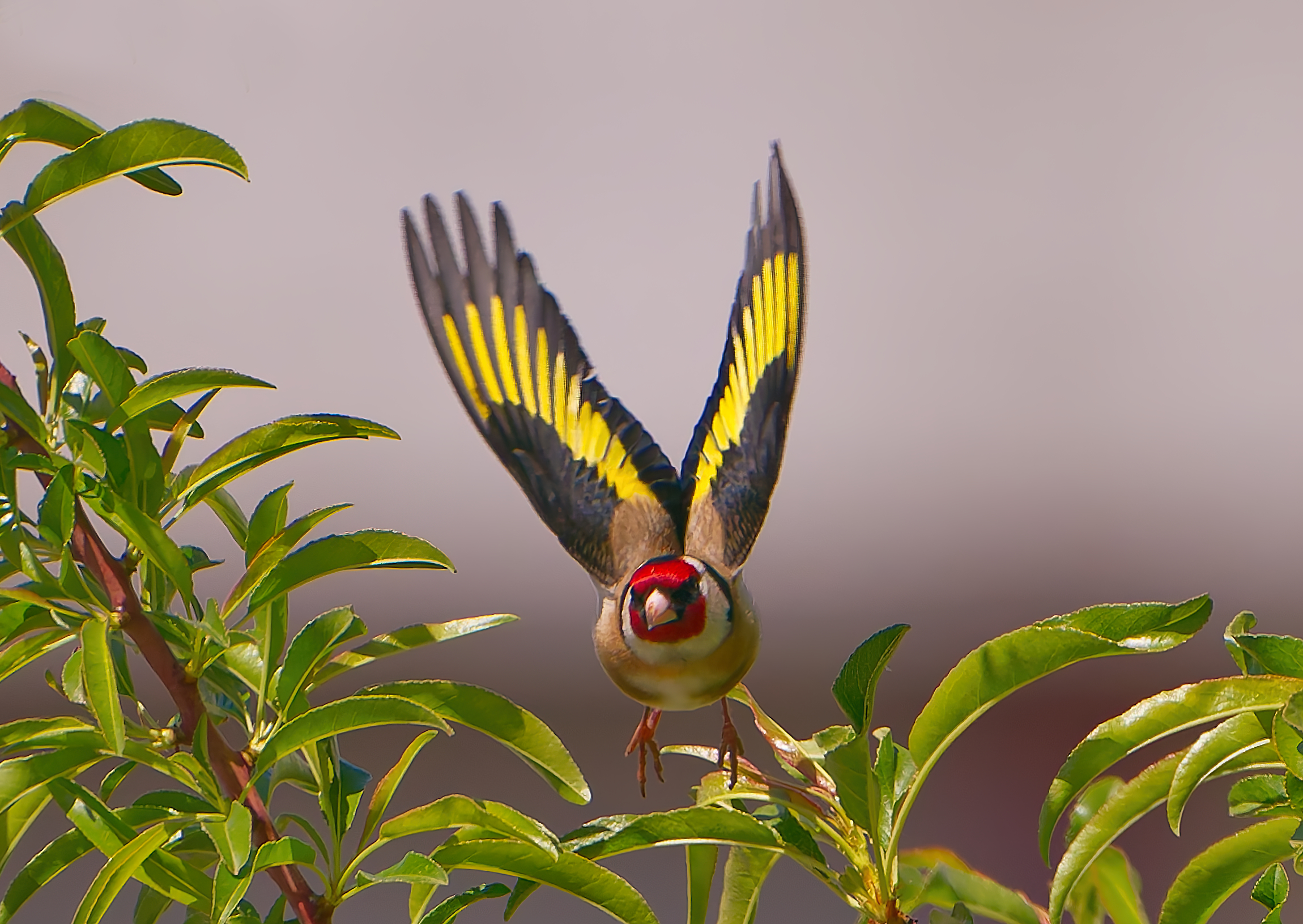 The yellow wings