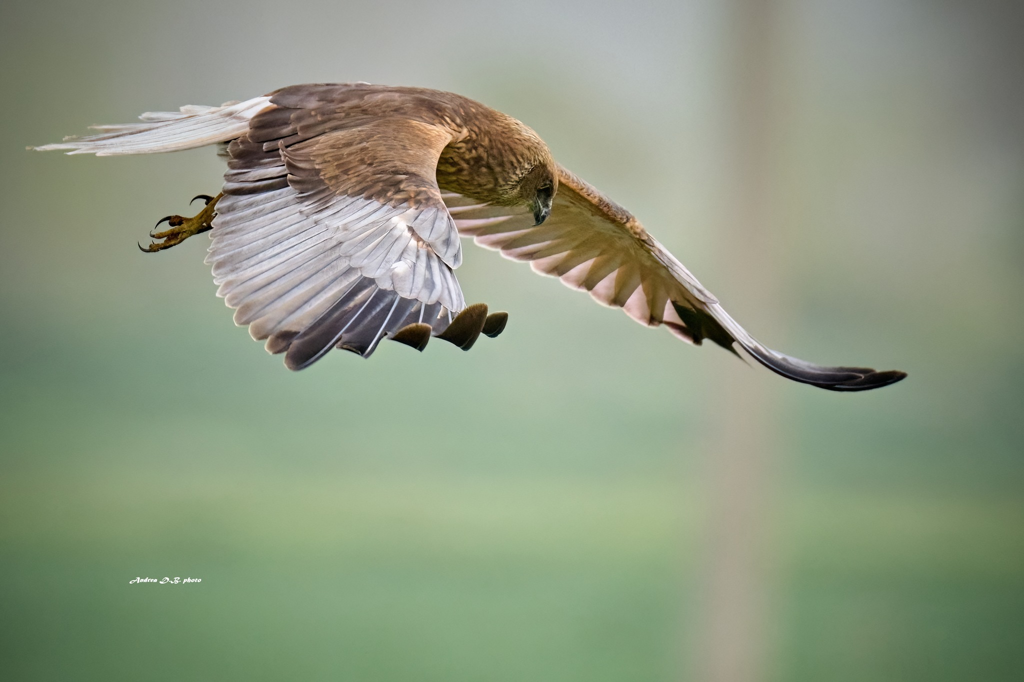 Falco di palude maschio