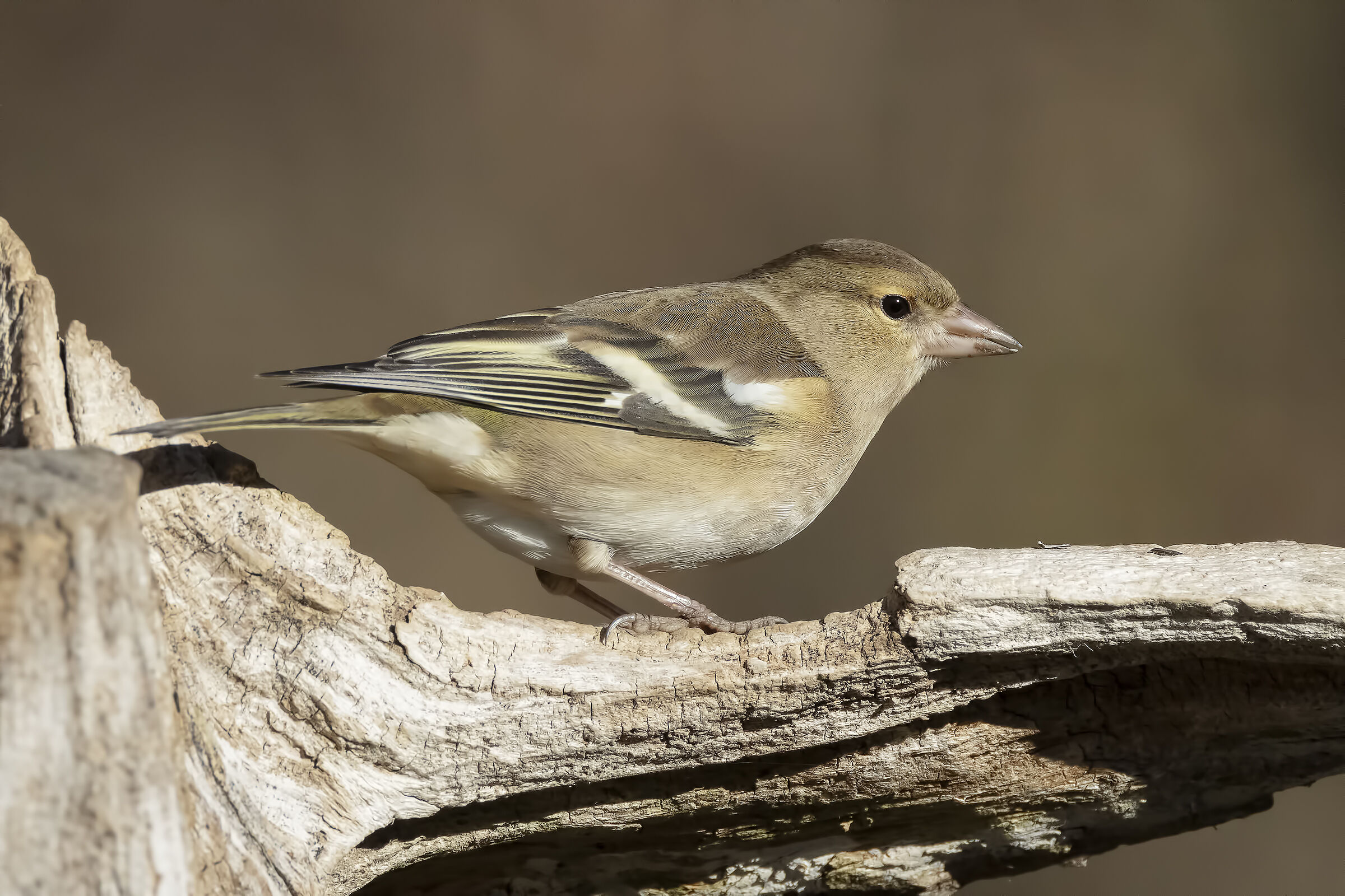 Chaffinch (f)