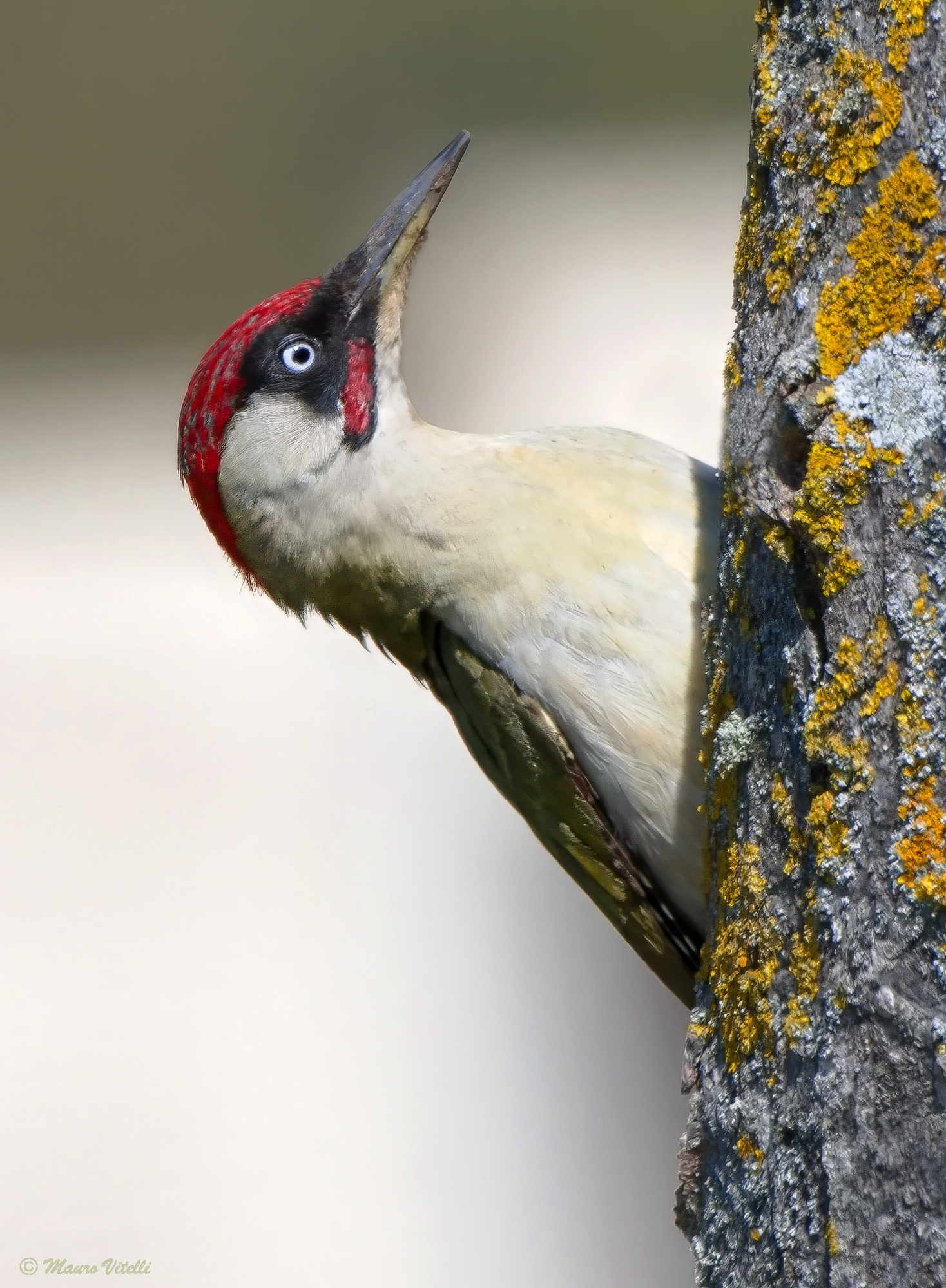 Male green woodpecker (Picus viridis)