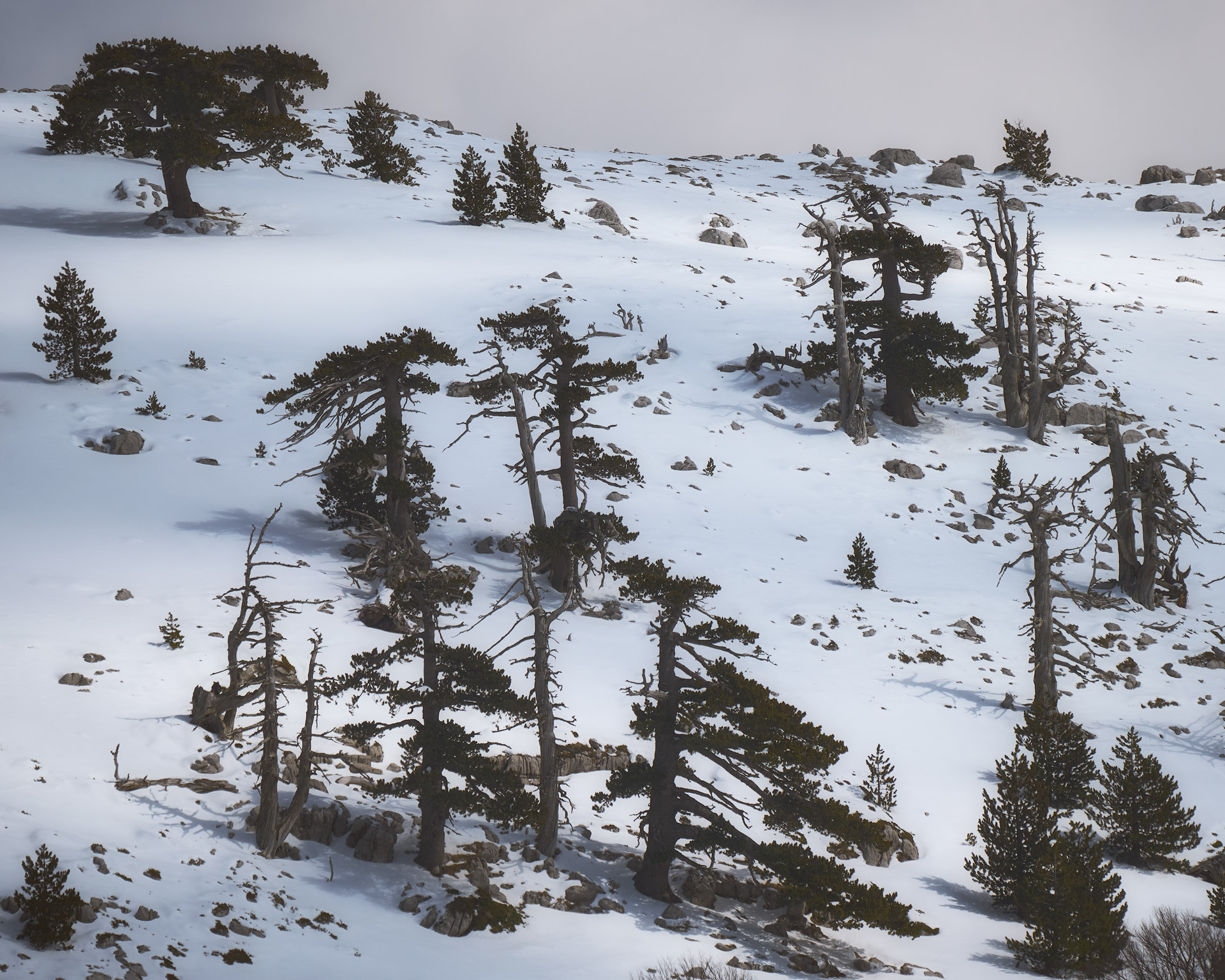 Insorti - Parco Nazionale del Pollino