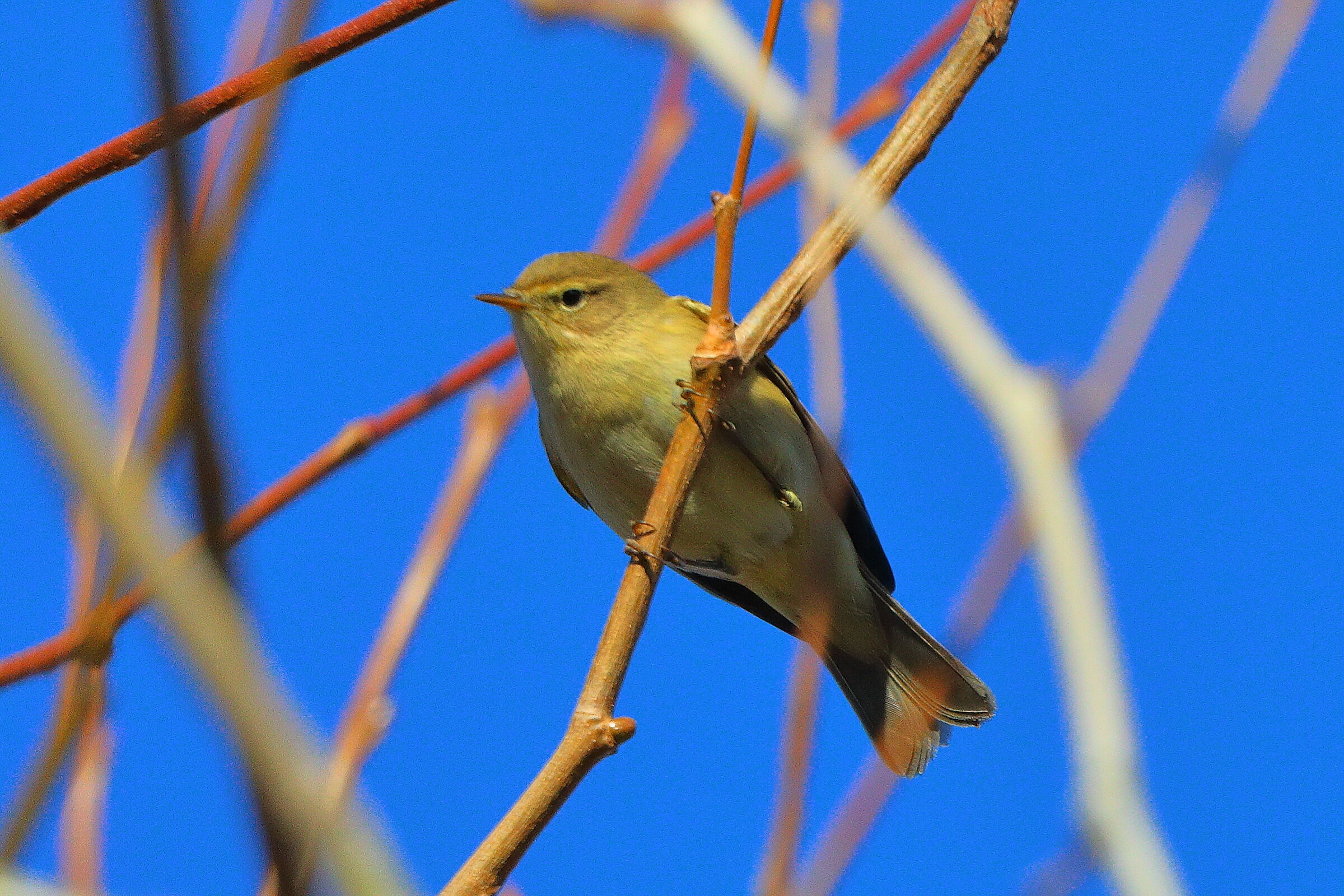 Lui piccolo 30 dicembre 2024 - 0101