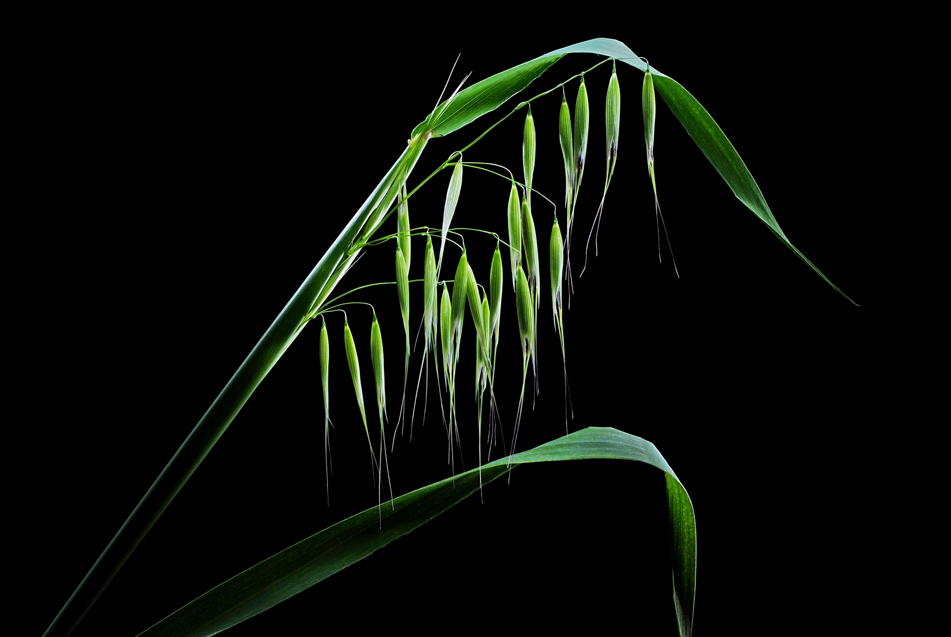 Verde primavera