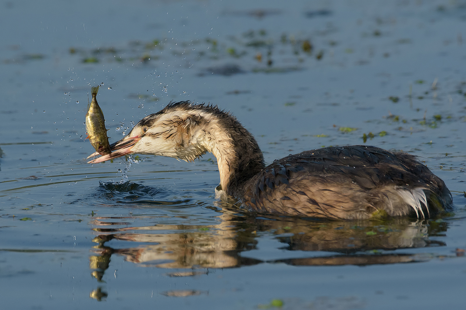 Giovane svasso in pesca.