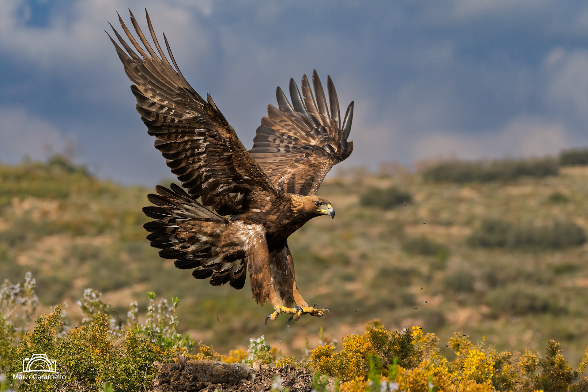 Golden eagle