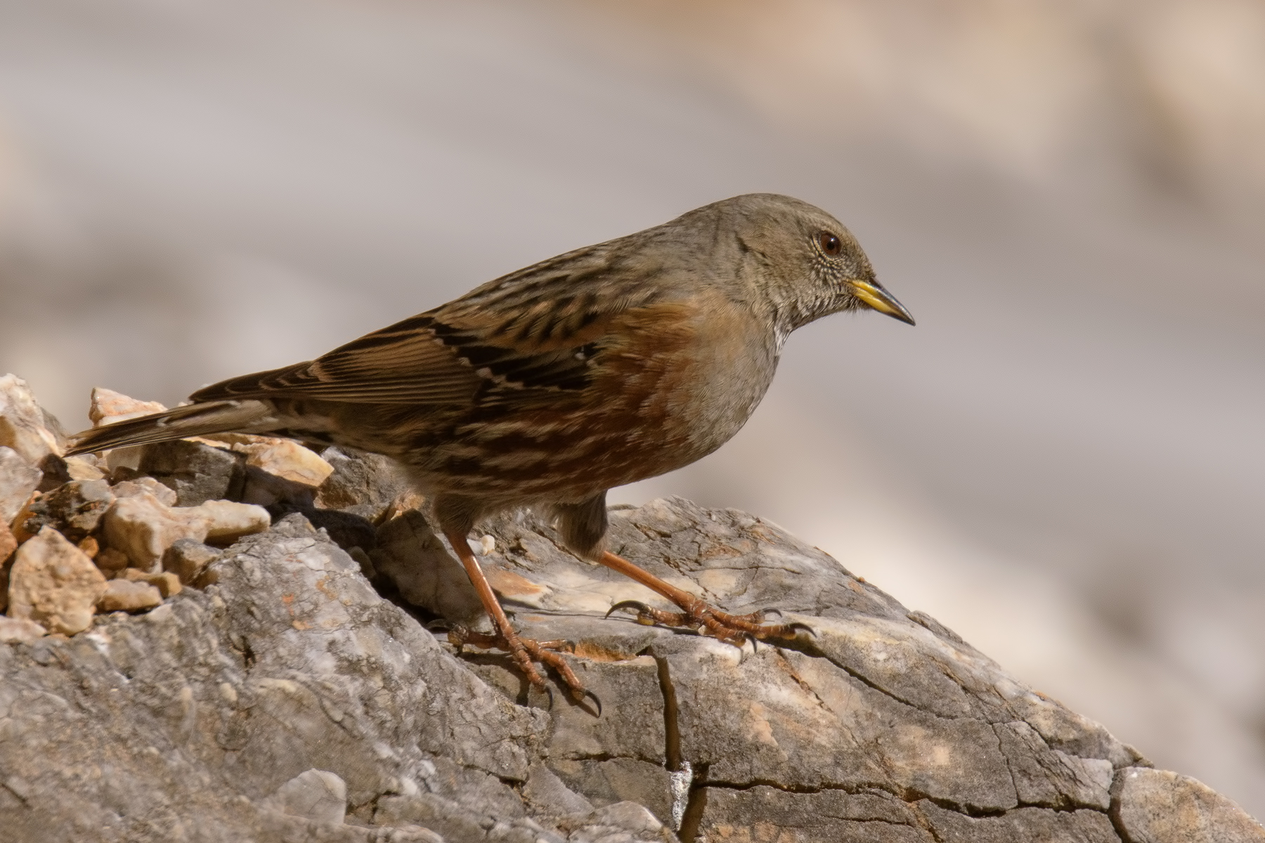 Sordone -  Alpi Apuane