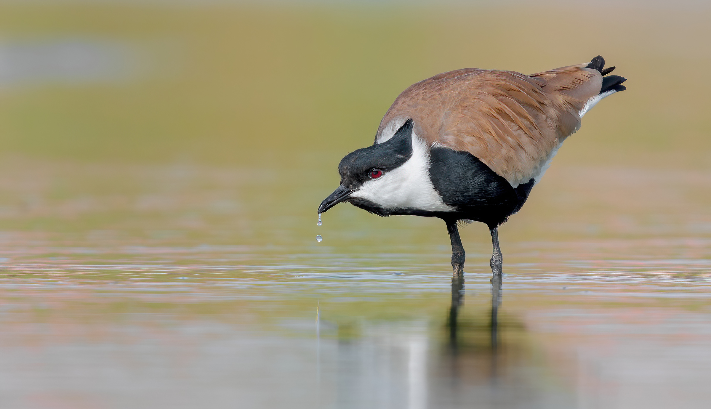 pavoncella dalle ali speronate