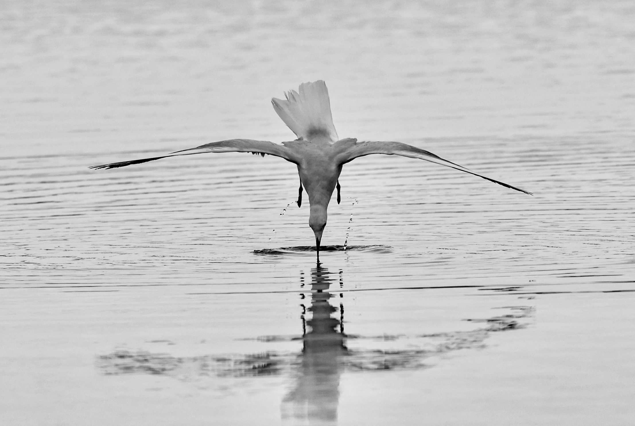 Waiting for the kingfisher... ??
