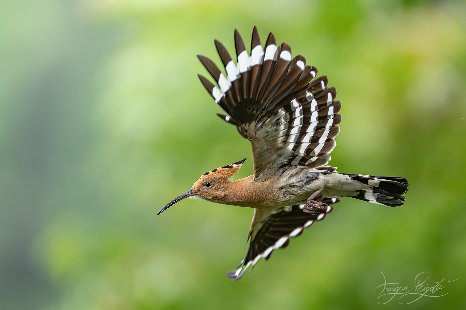 Hoopoe in flight
