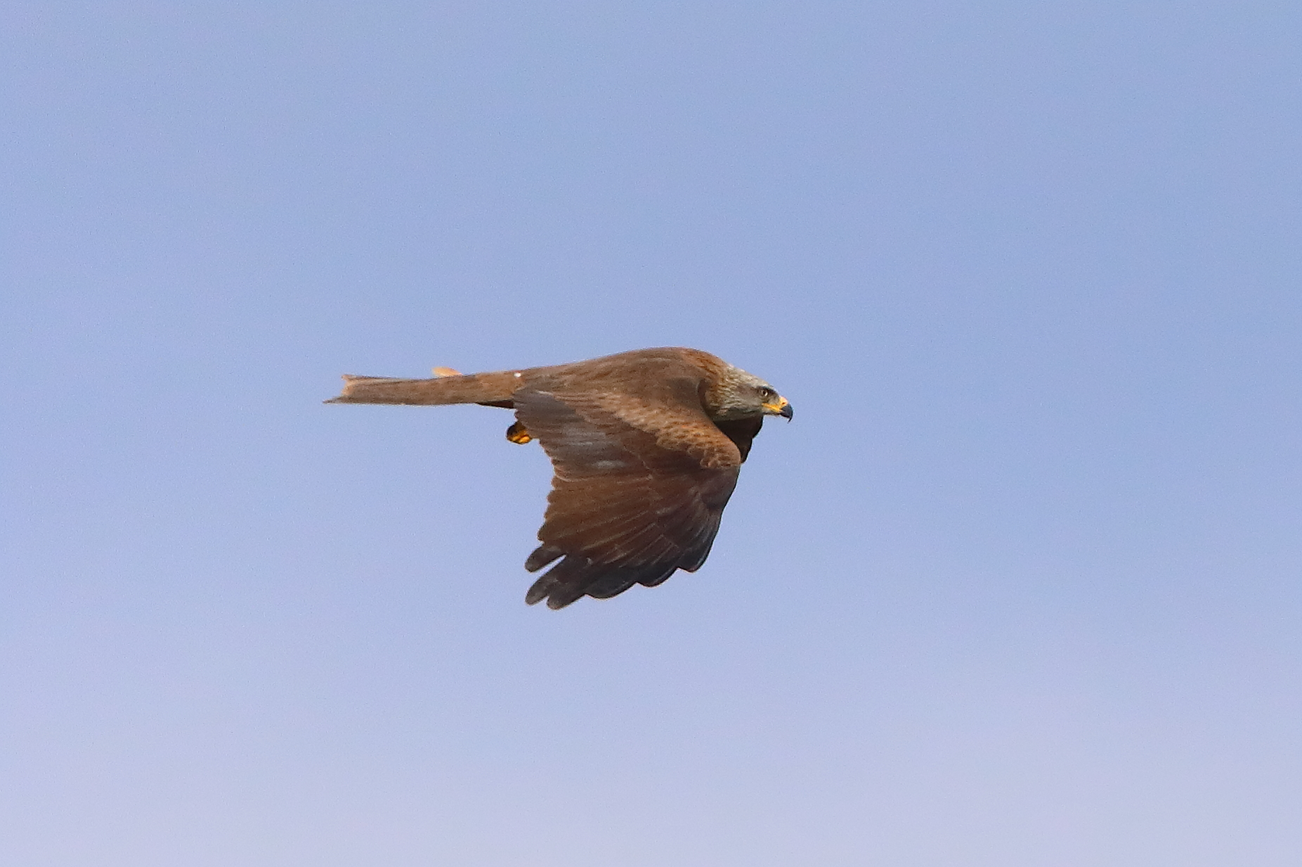 Nibbio bruno 29 marzo 2025 - 0054