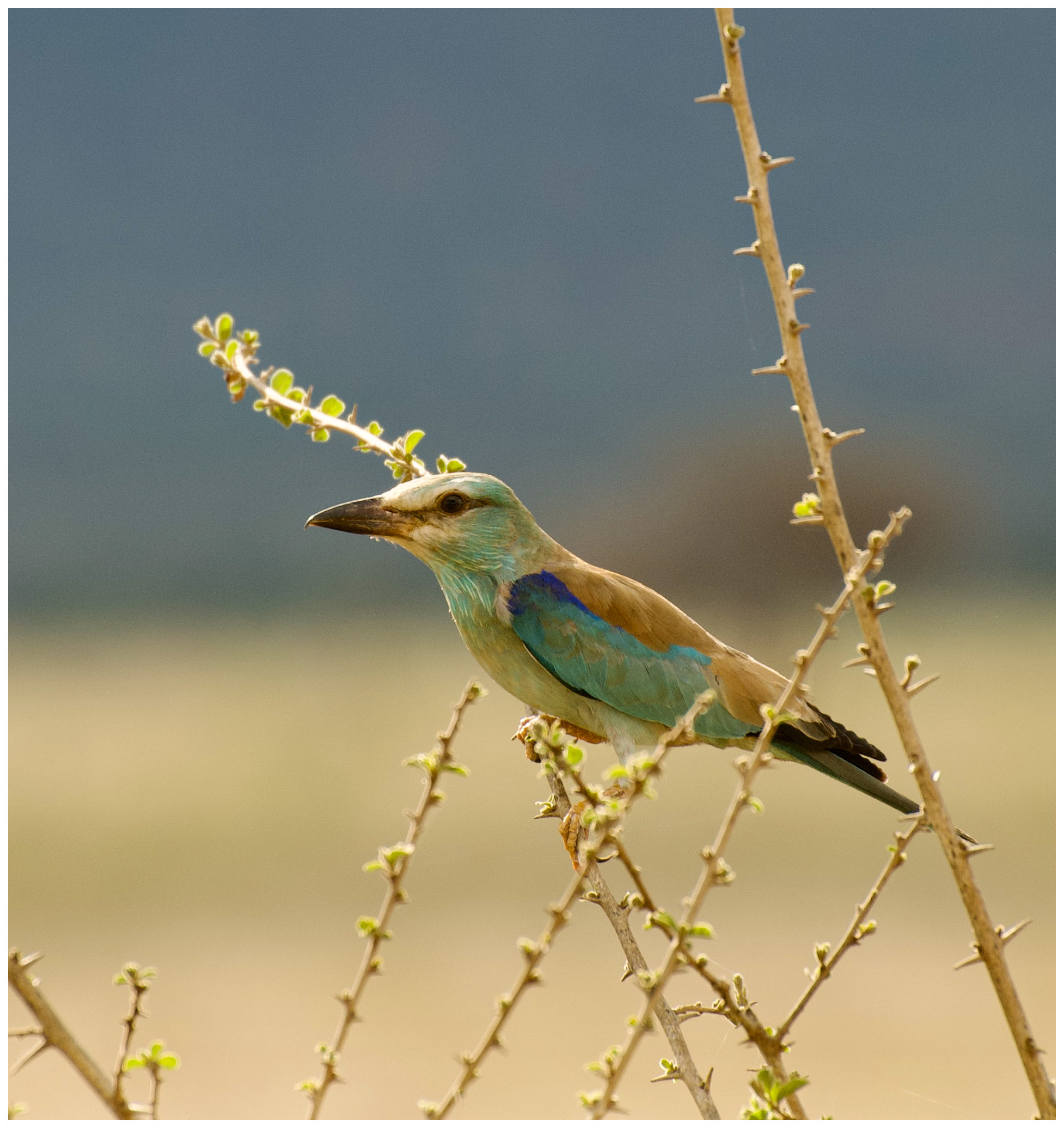 The Abyssinian European roller