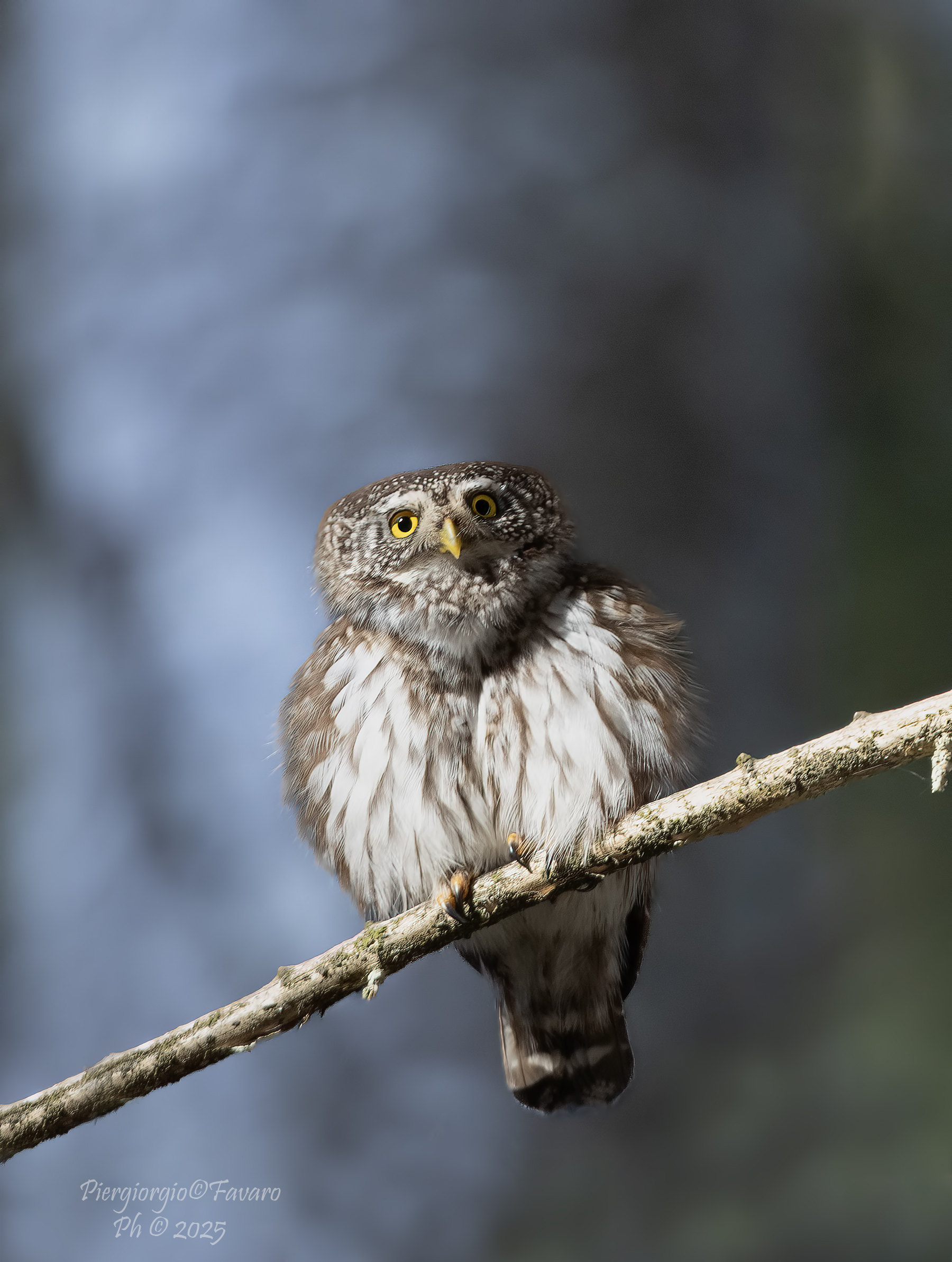 Dwarf Owl