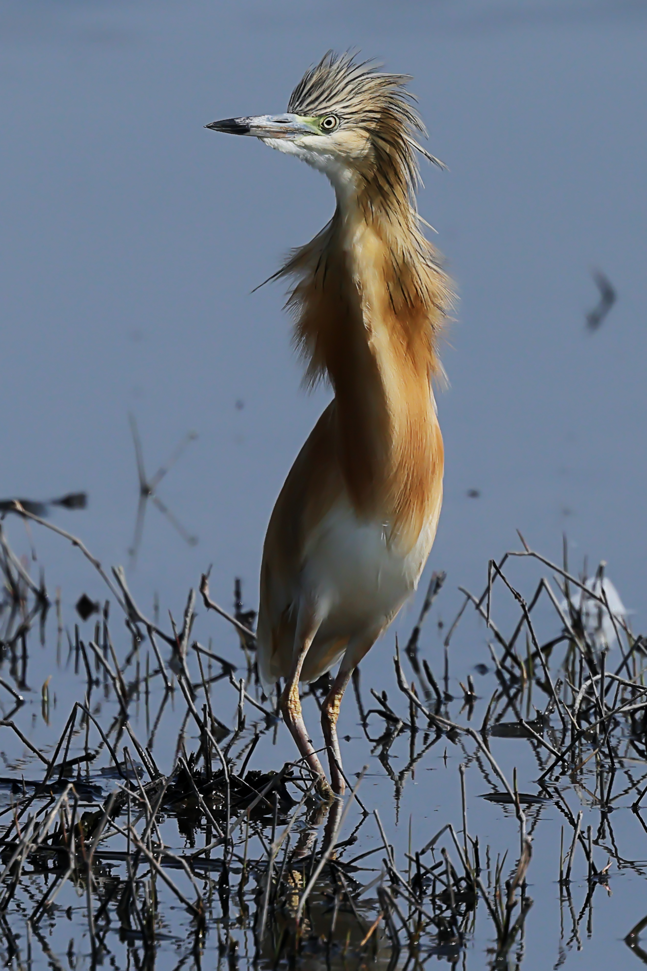Squacco heron.