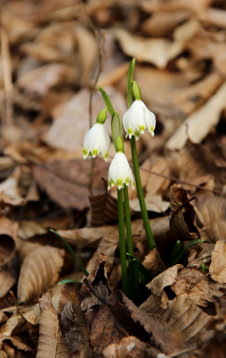 Campanelline Invernali Nel Sotto Bosco