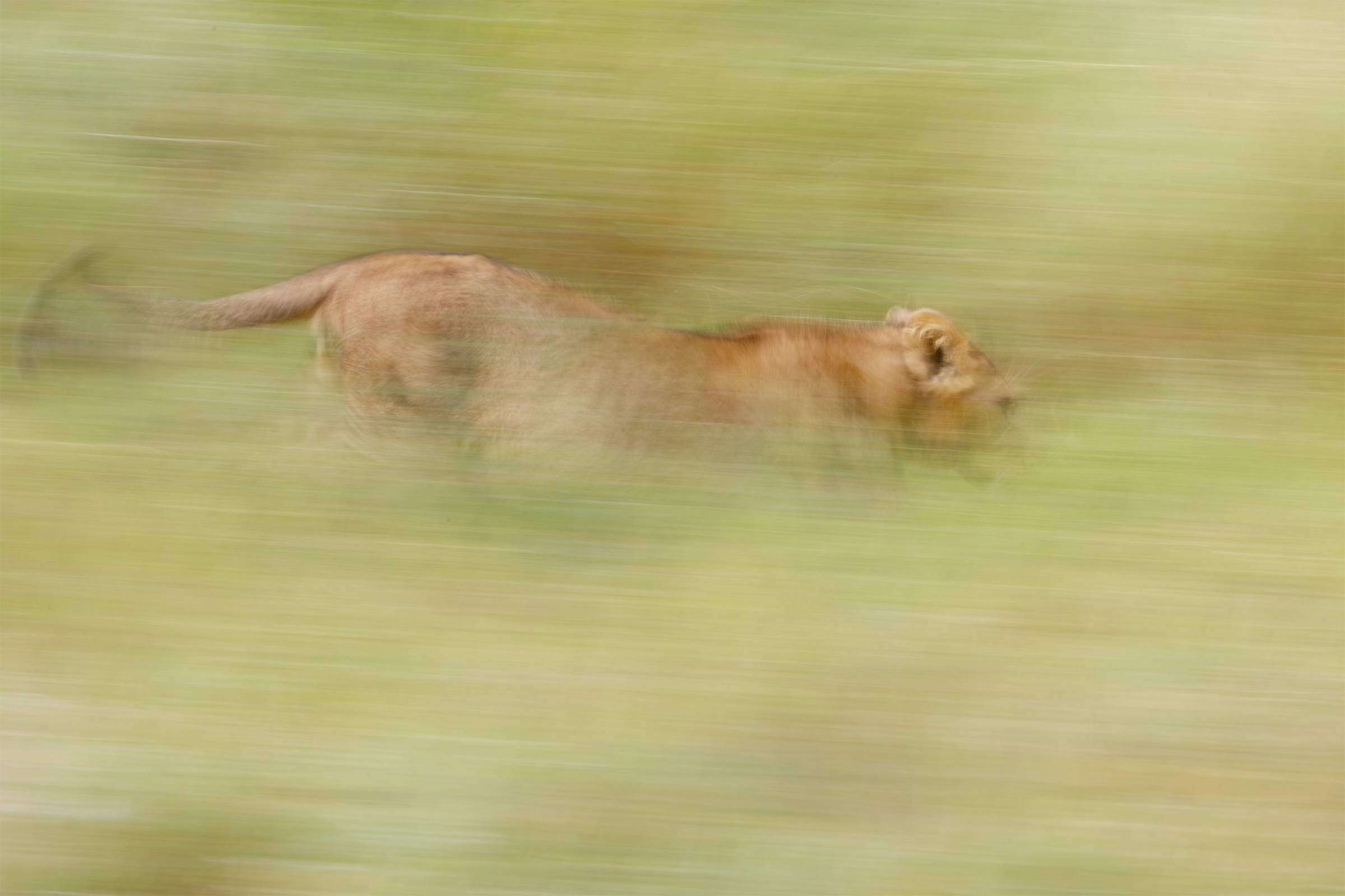 Leone in movimento