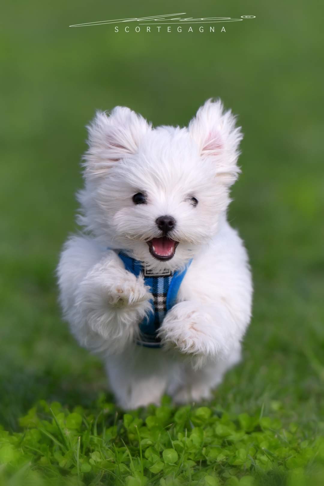 Il mio amore Leo