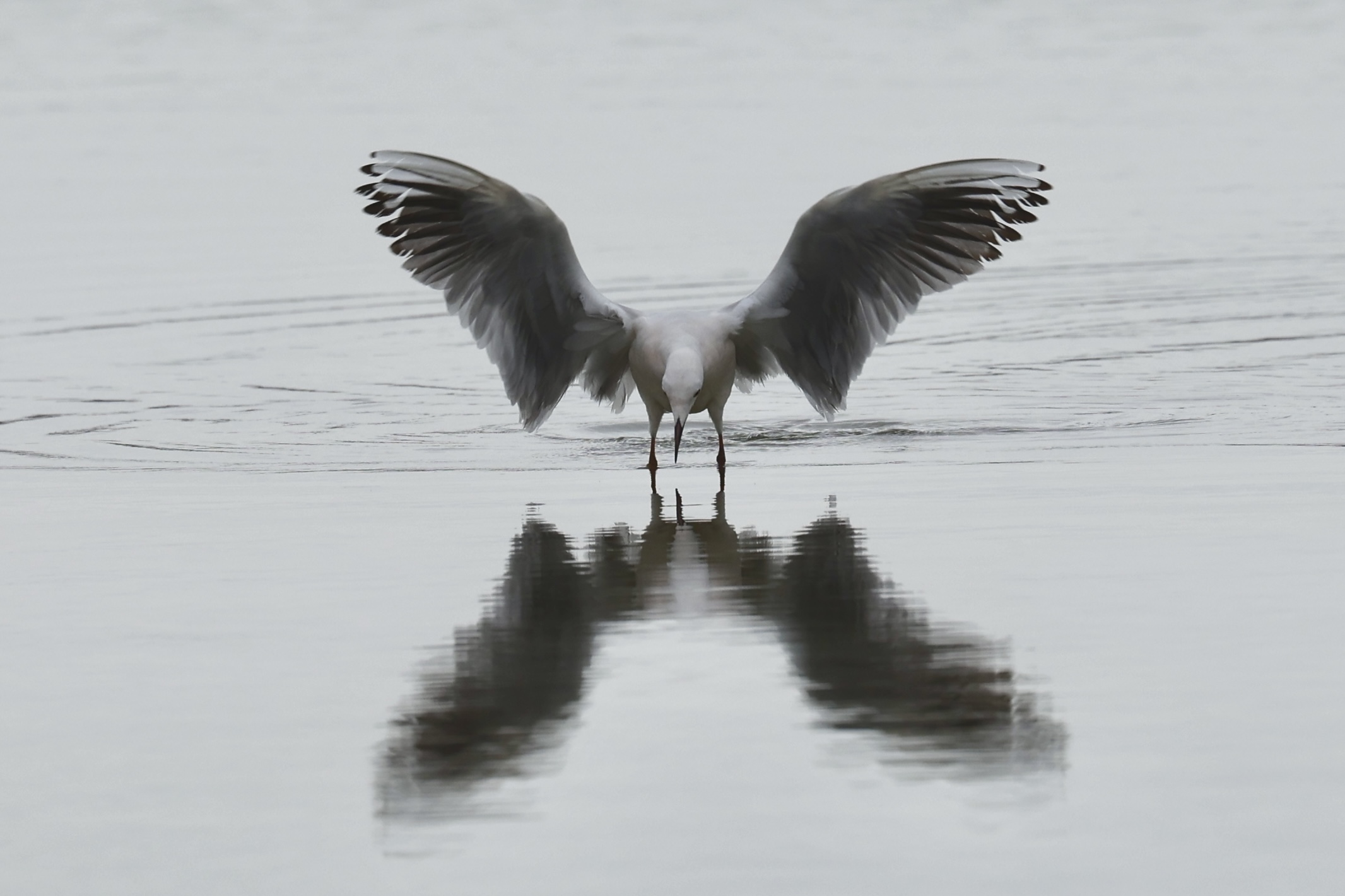 A seagull that dreamed of becoming a butterfly.