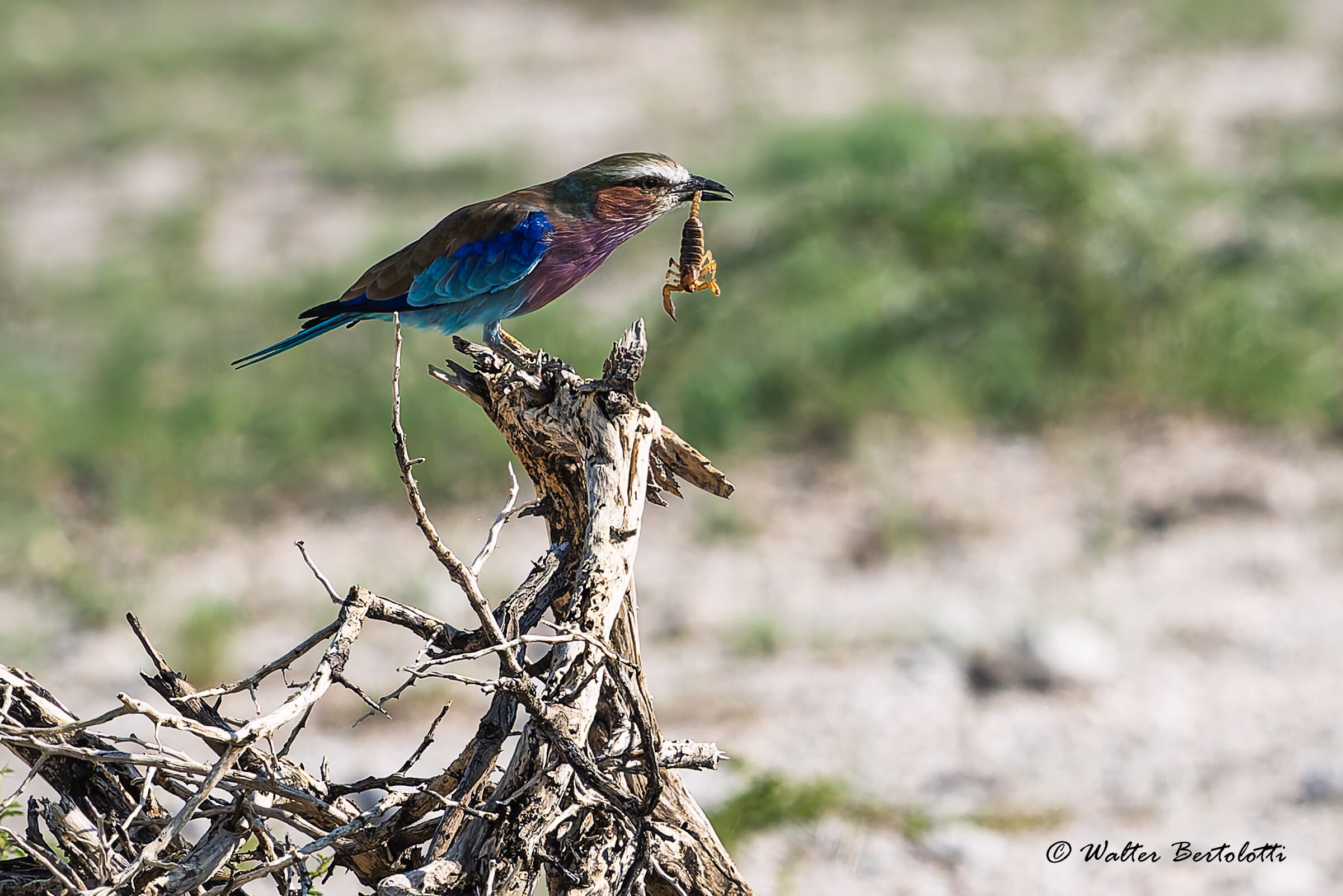 in caccia di scorpioni