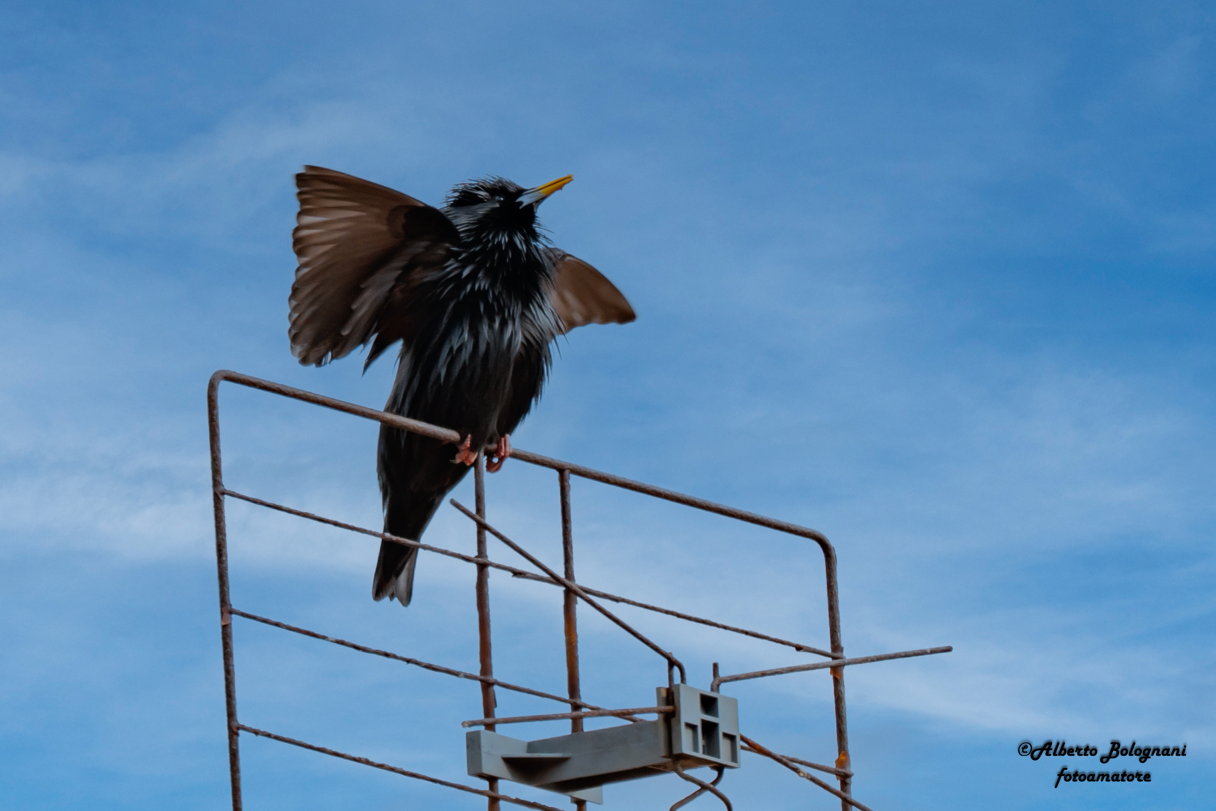 Storno nero Sturnus unicolor