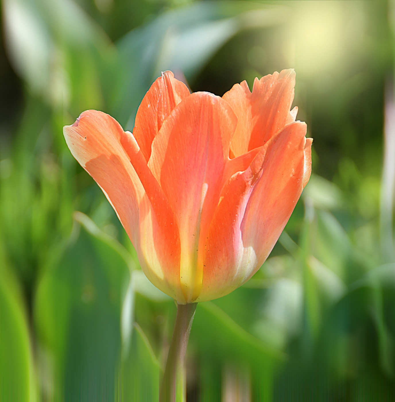 That tulip...