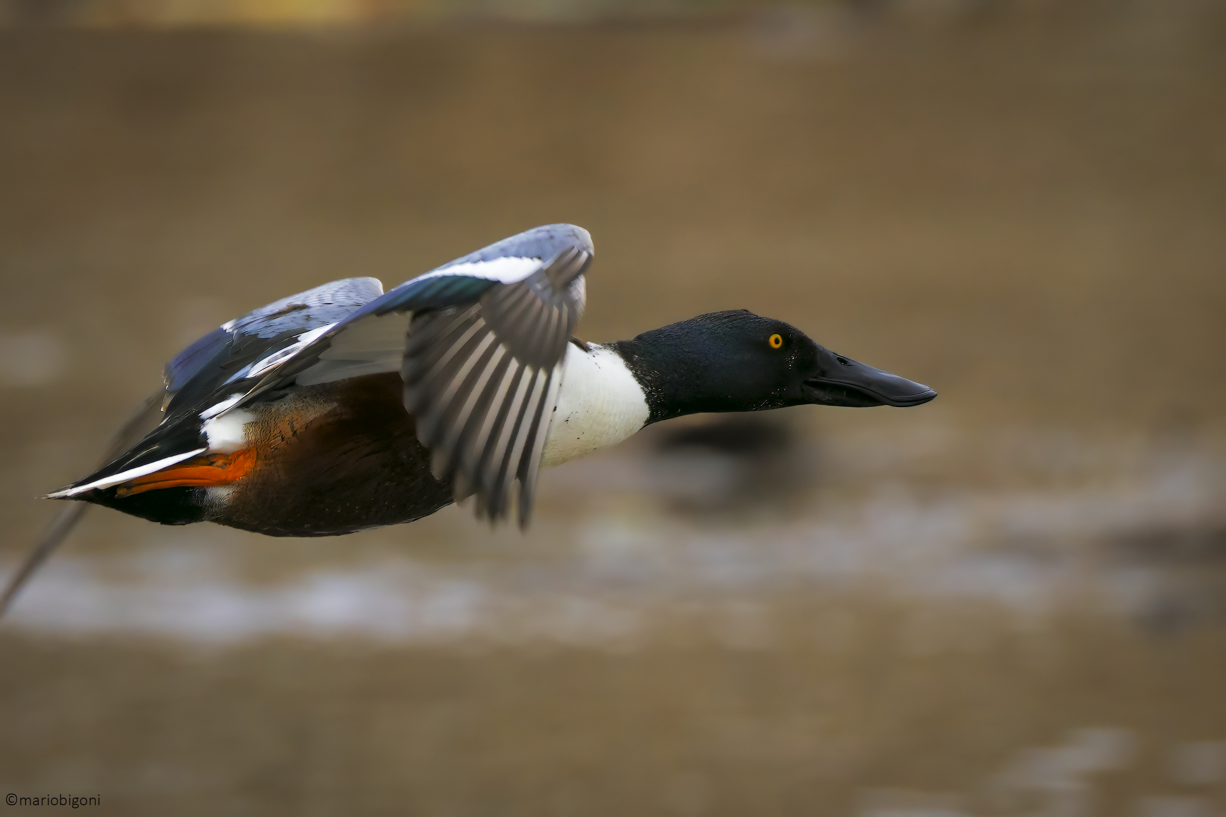 Male shoveler
