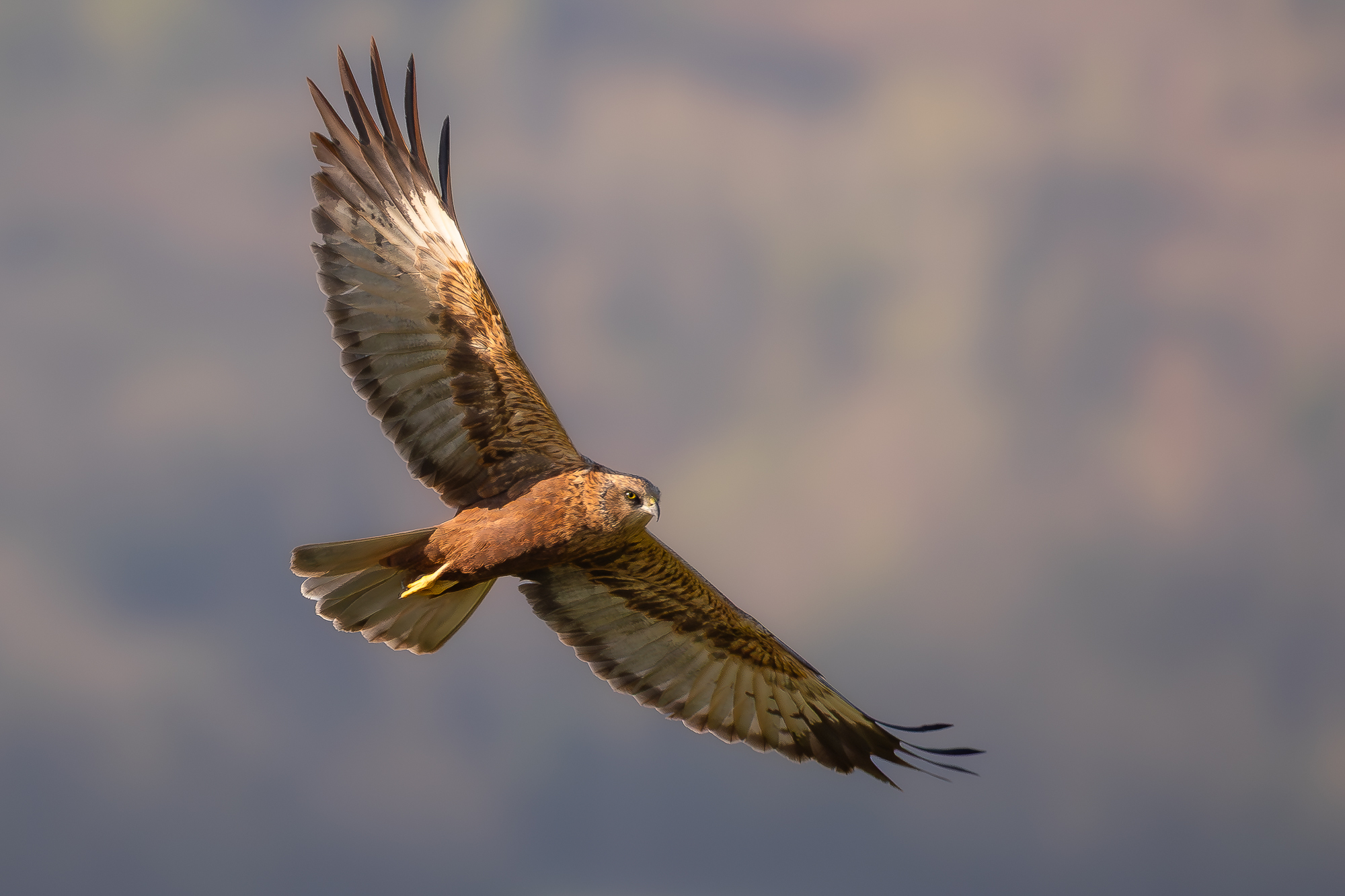 falco di palude m. ?