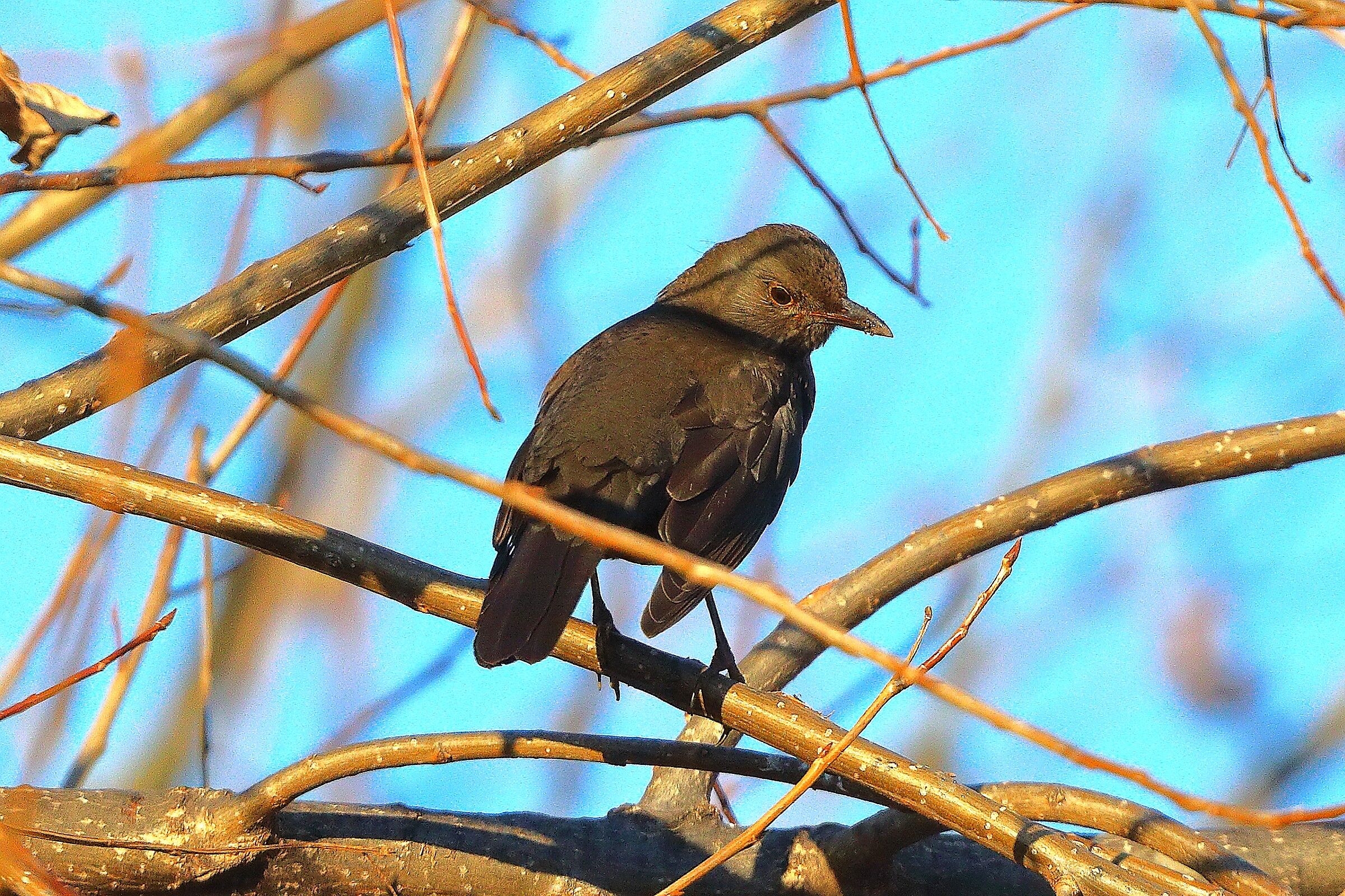 Merlo F 30 dicembre 2024 - 0132