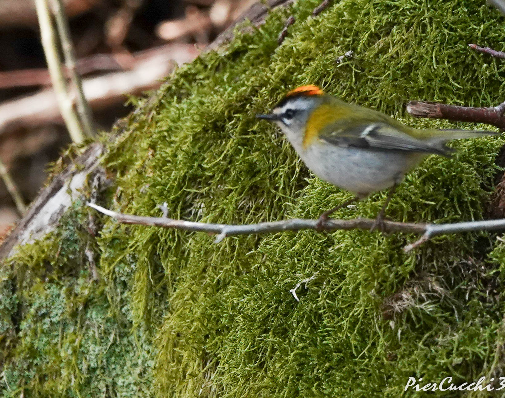 Fiorrancino - Pfrealpi Valsabbia