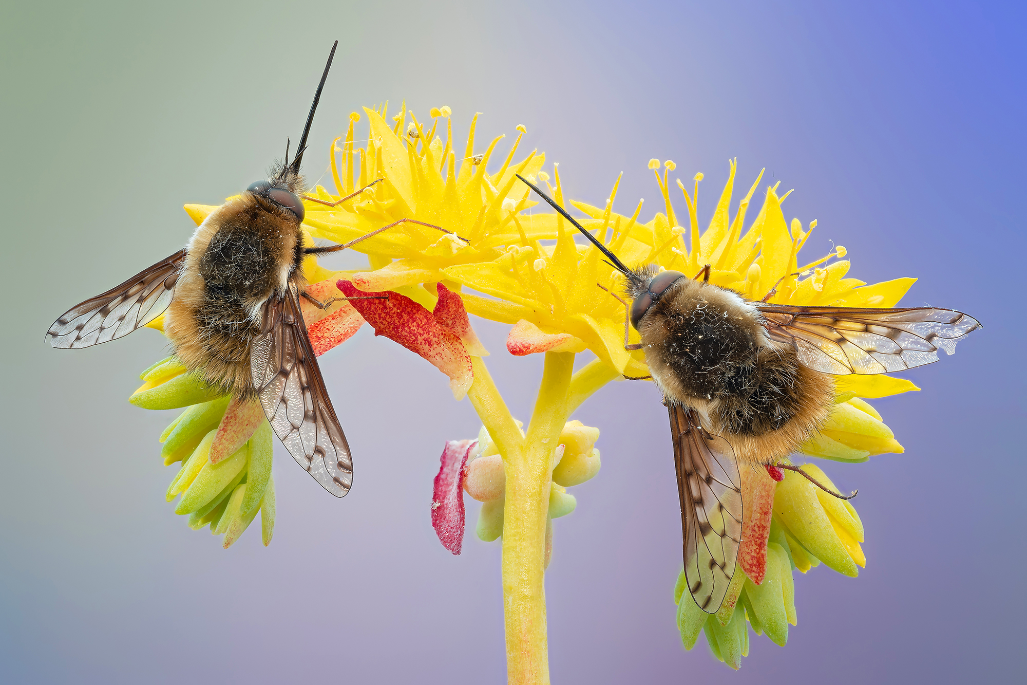 Bumblebees in yellow