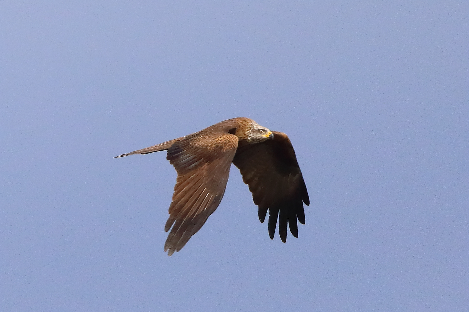 Nibbio bruno 29 marzo 2025 - 0057