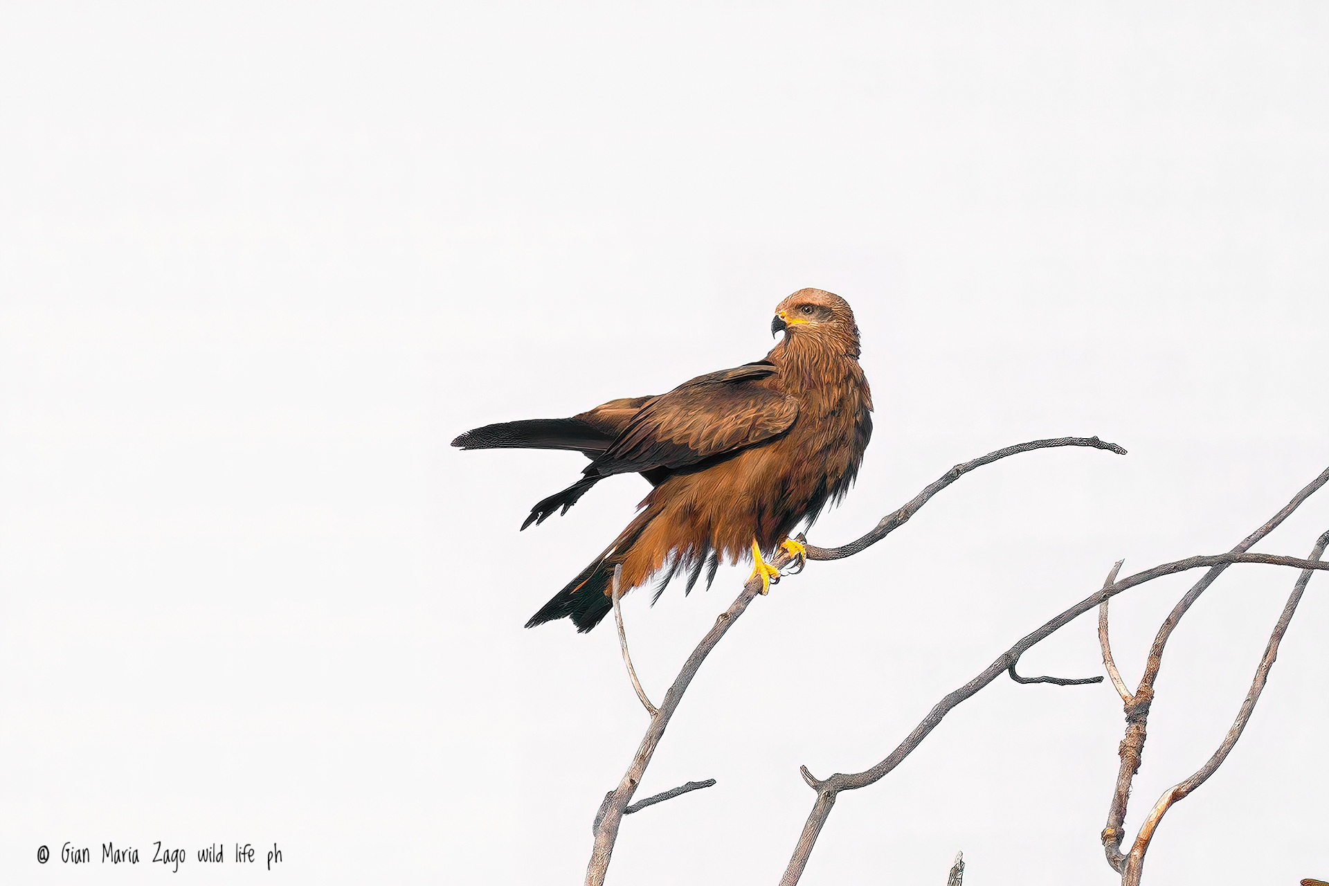 Black kite