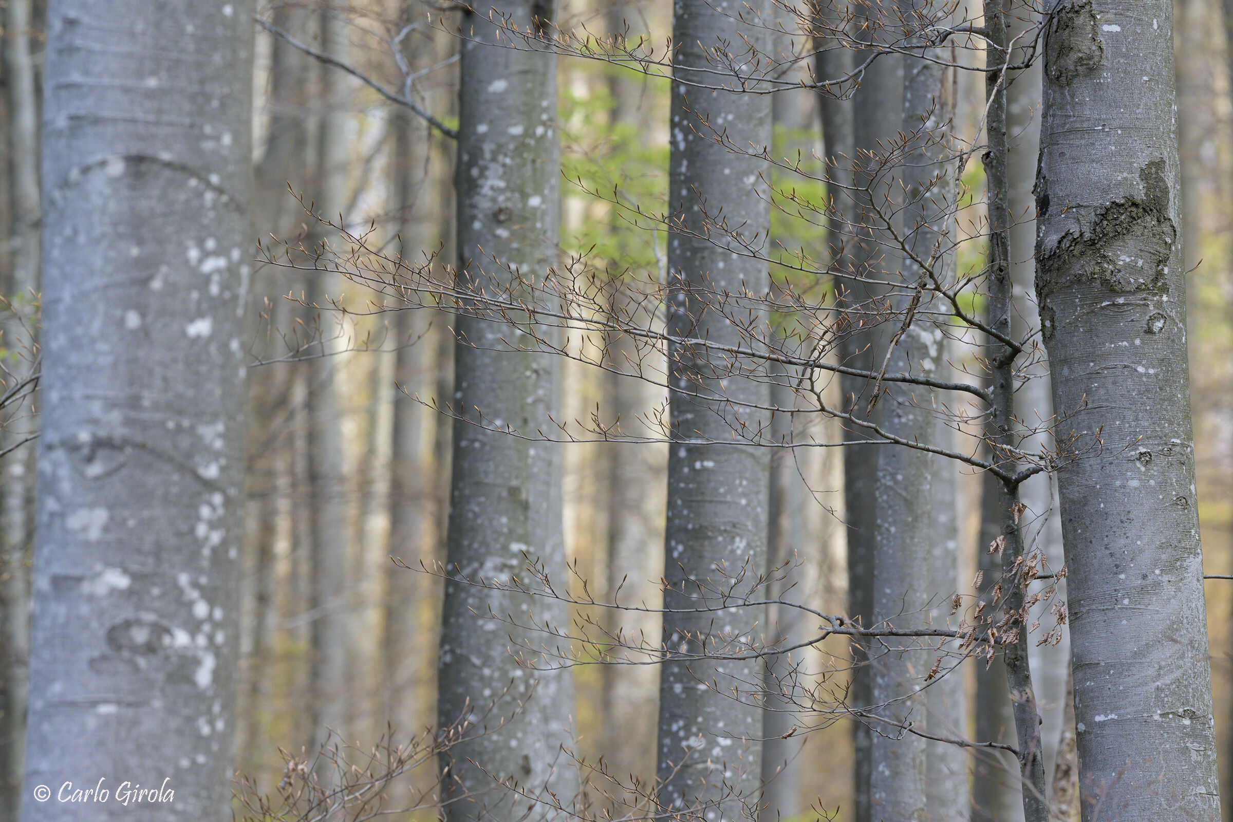 Spring among the beech trees