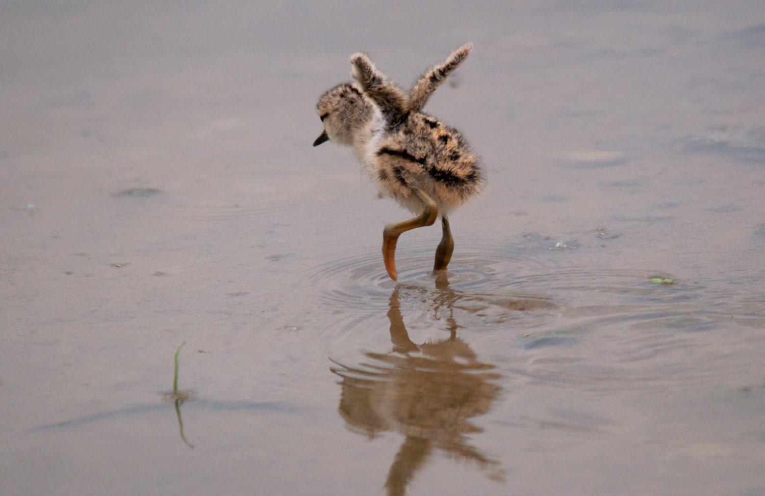 Cucciolo di cavaliere
