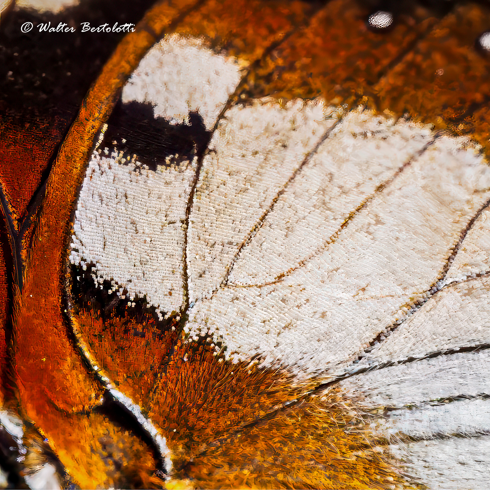 Particlare