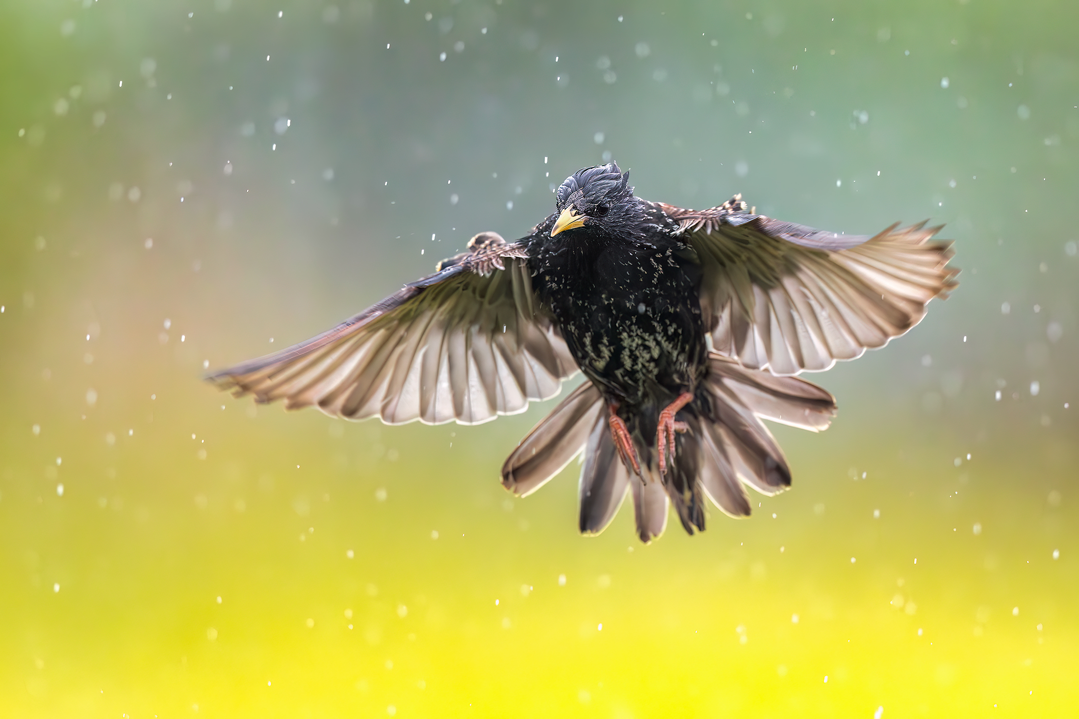 Starling